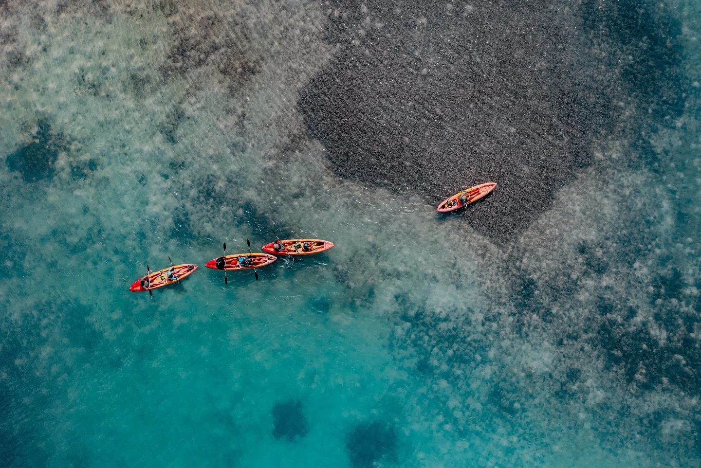 🌊 Where Reefs Begin

Just off Lac Bay, the shallow waters are home to extensive seagrass meadows that cover around 300 hectares. These meadows not only feed hundreds of green sea turtles but also filter the water that keeps the coral reefs healthy.
