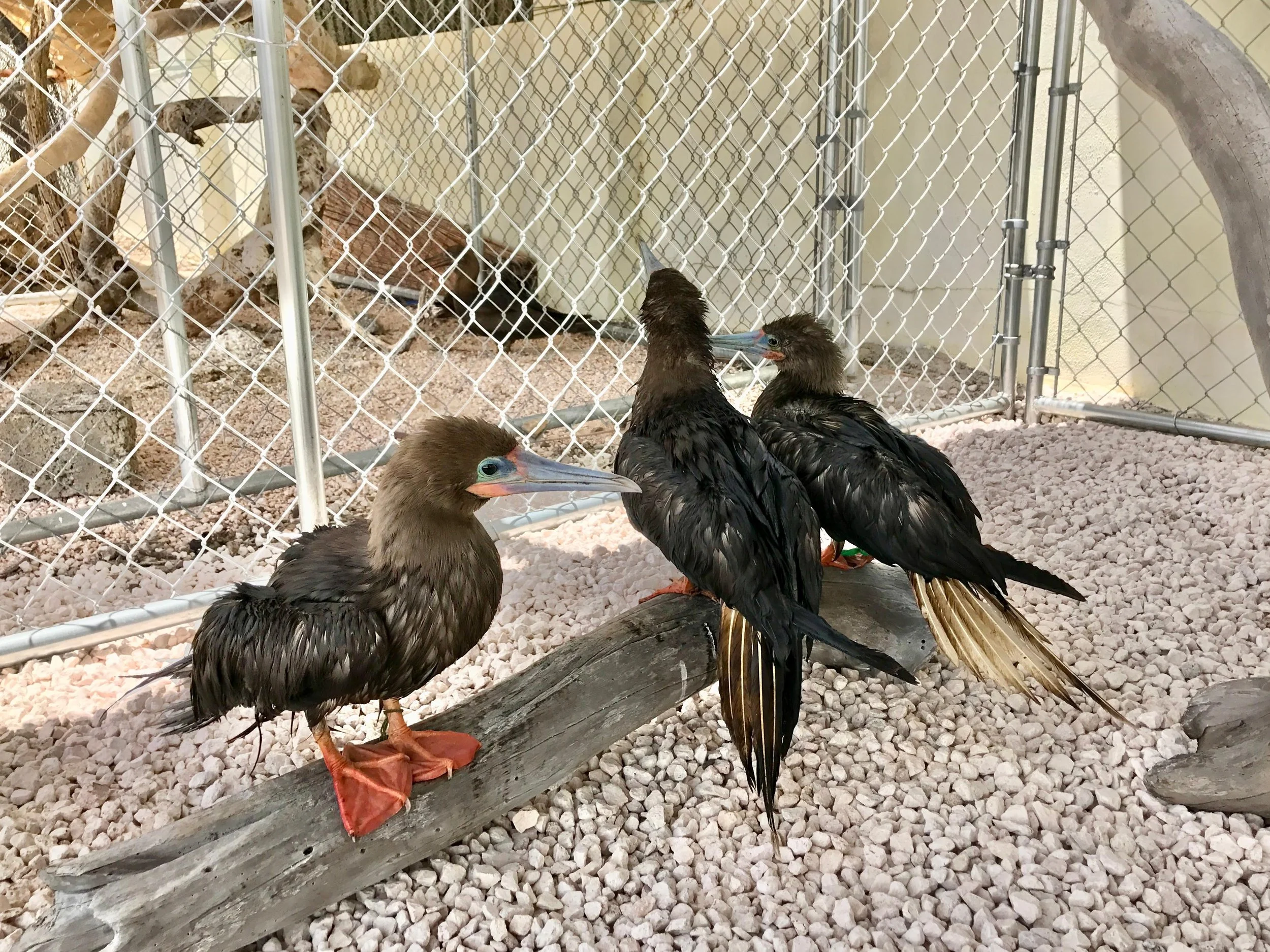 Three black vultures with brown heads and orange feet perched on a log inside a caged enclosure at a zoo or sanctuary, with other birds visible in the background.