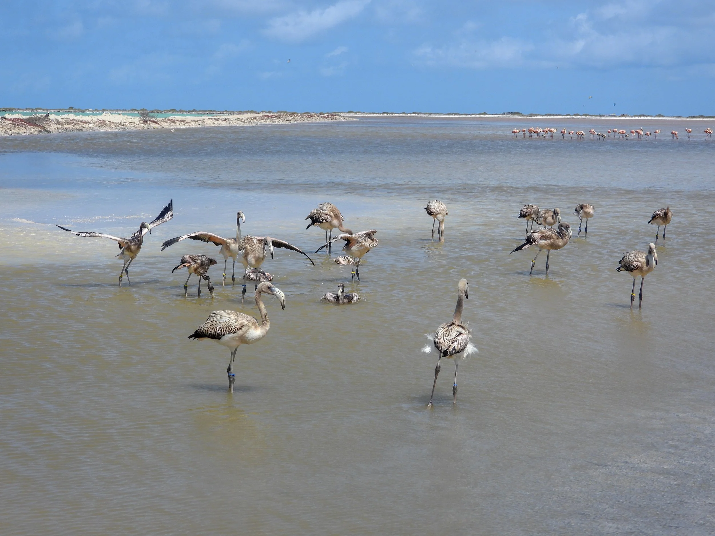 A group of flamingos wading in shallow water near the beach with a flock of flamingos in the distance against a cloudy sky.