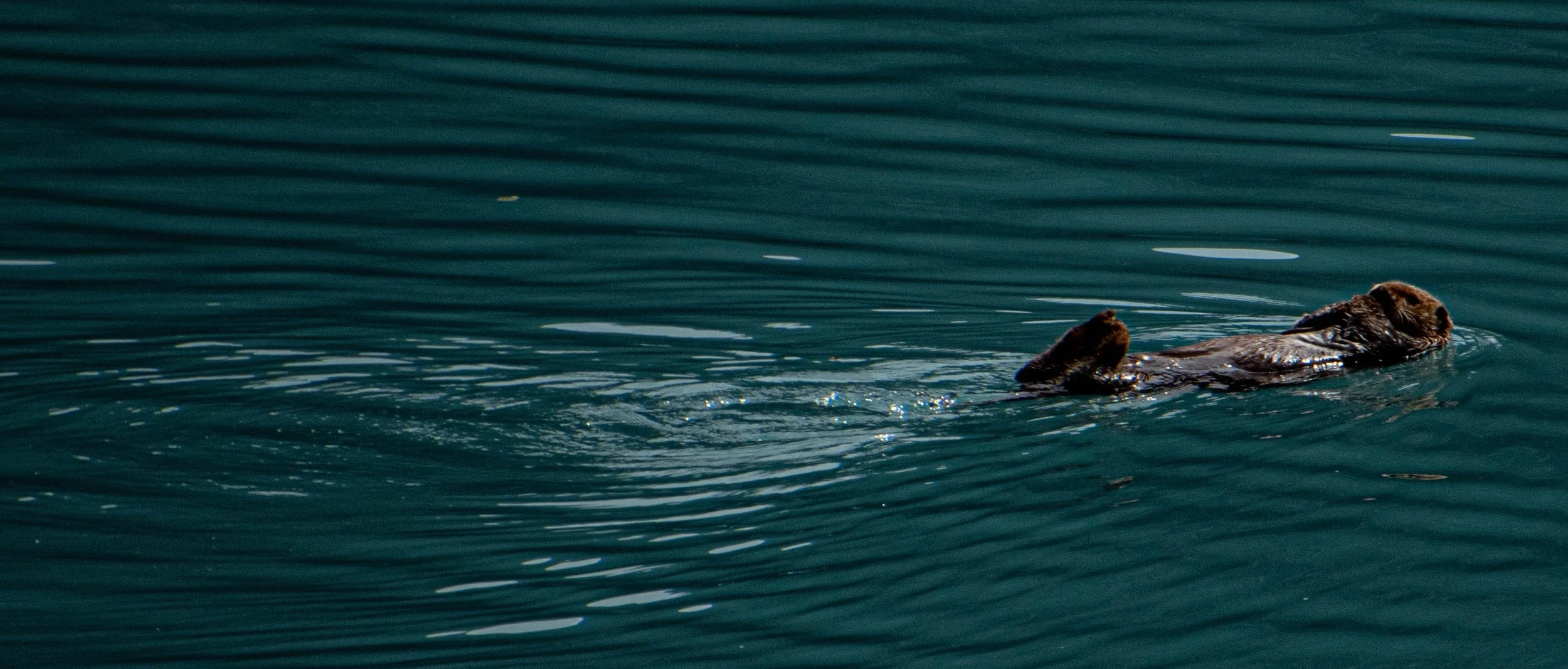 ketchican (6 of 19).jpg