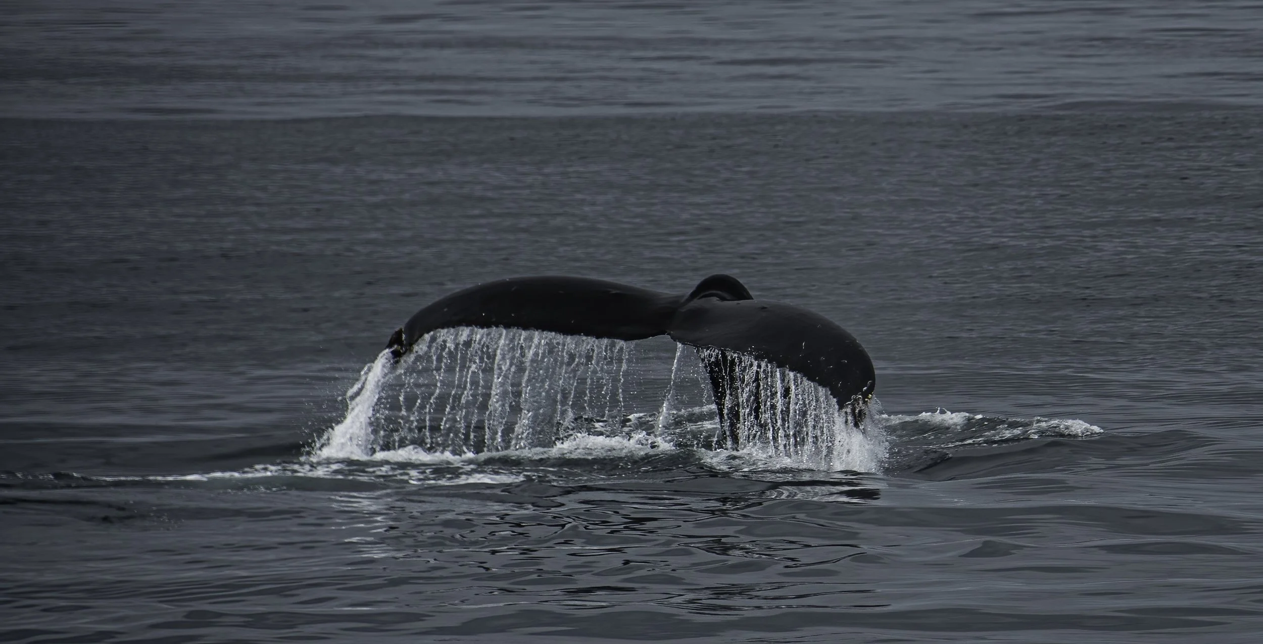 whale tail.jpg