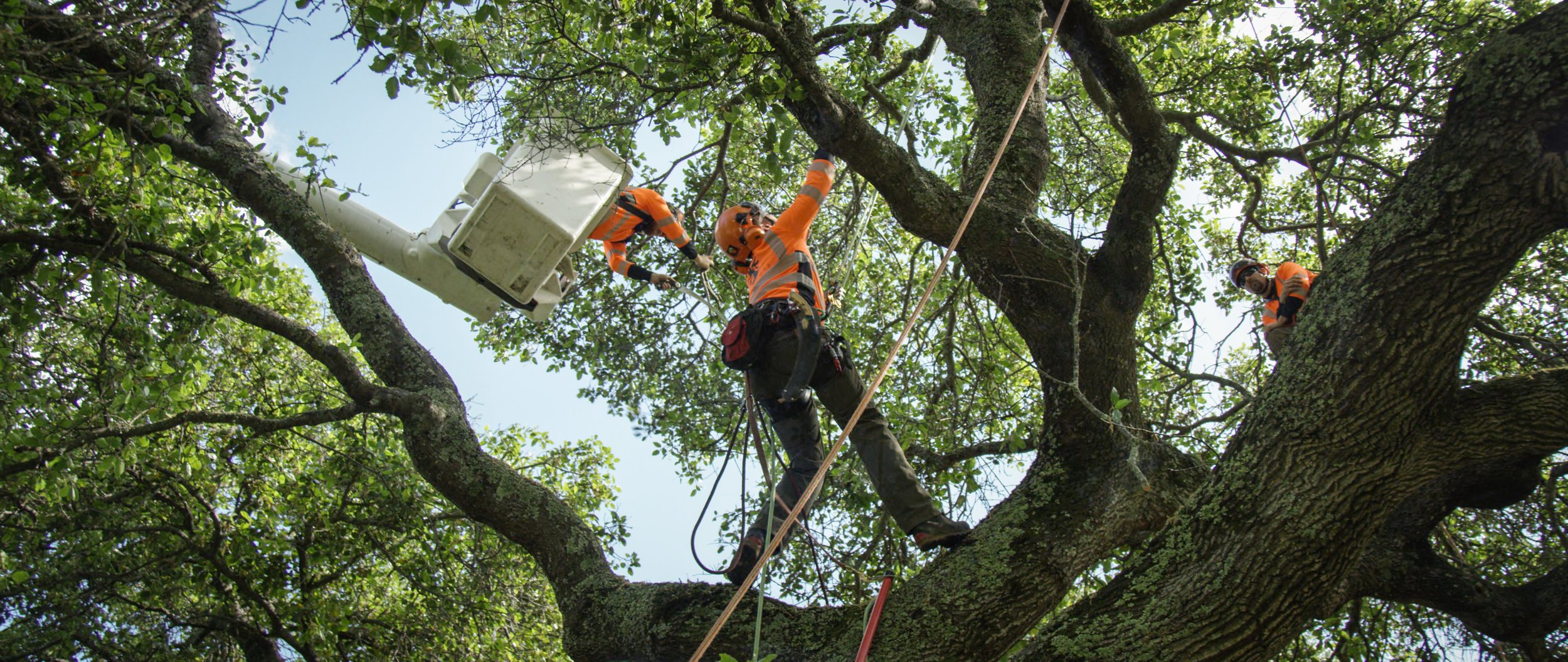 Expert Tree Services in Little Rock