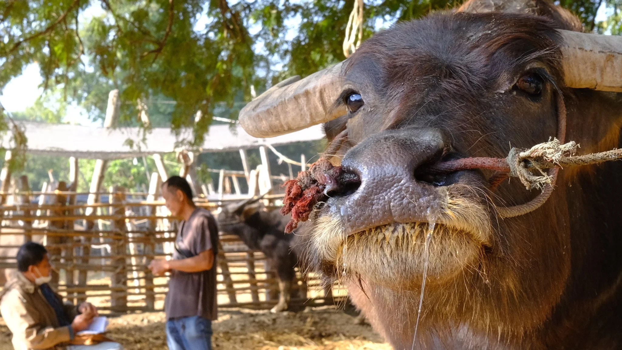 Glisten: David Goeb -
 X100V | F8 | 1/200 | 1000