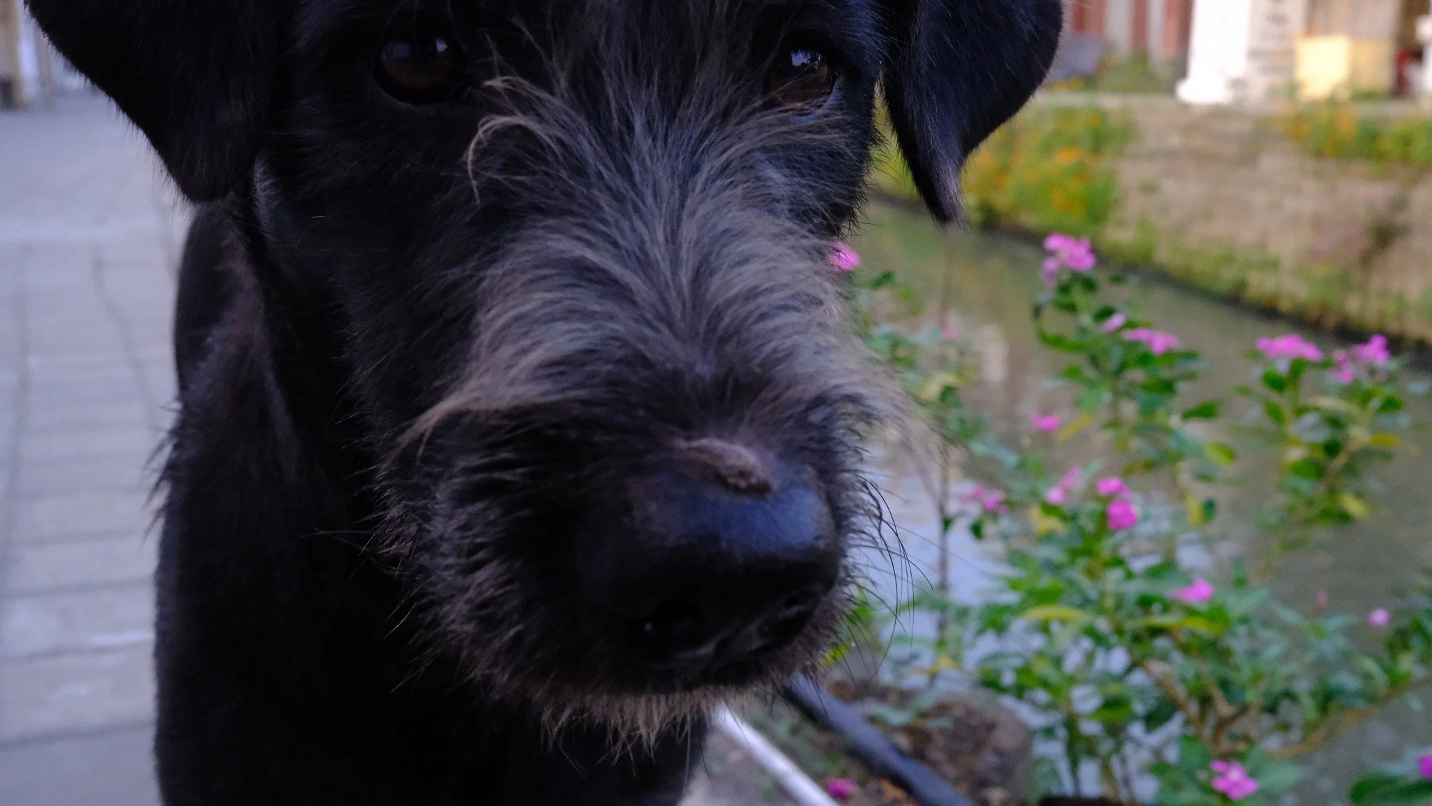 Fluffy: David Goeb - X100V | F8 | 1/480 | 6400