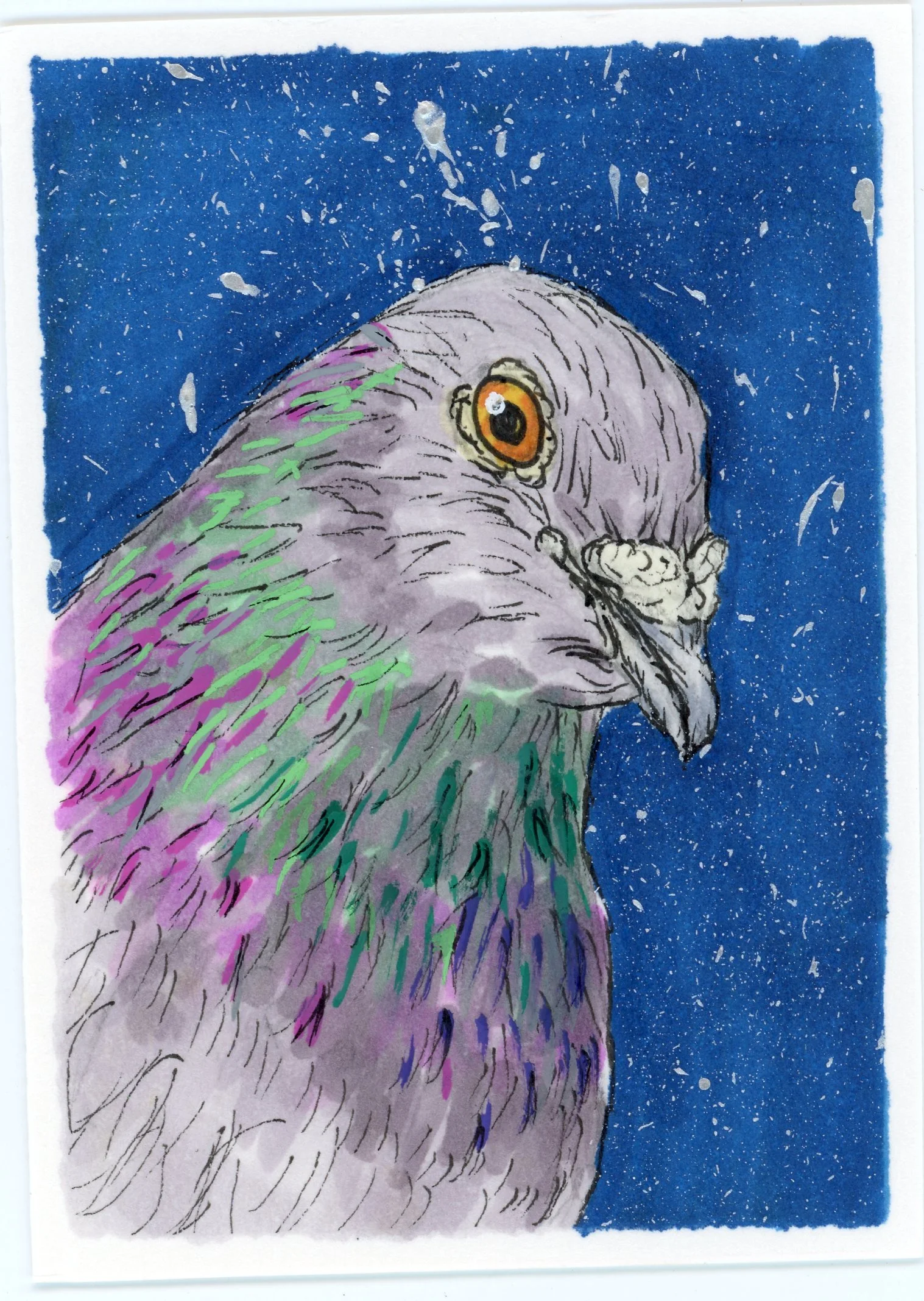 Pigeon4.jpg