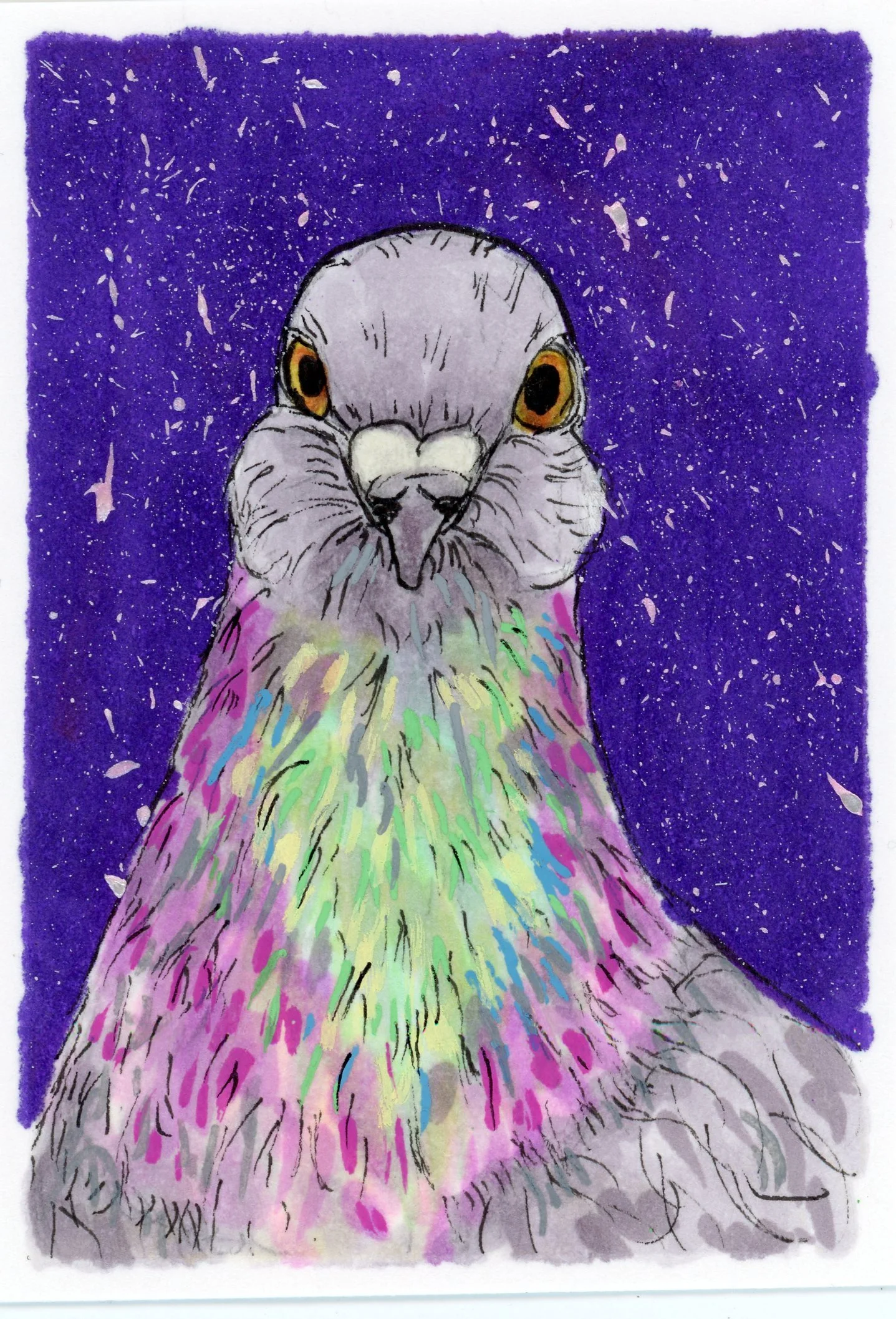 Pigeon3.jpg