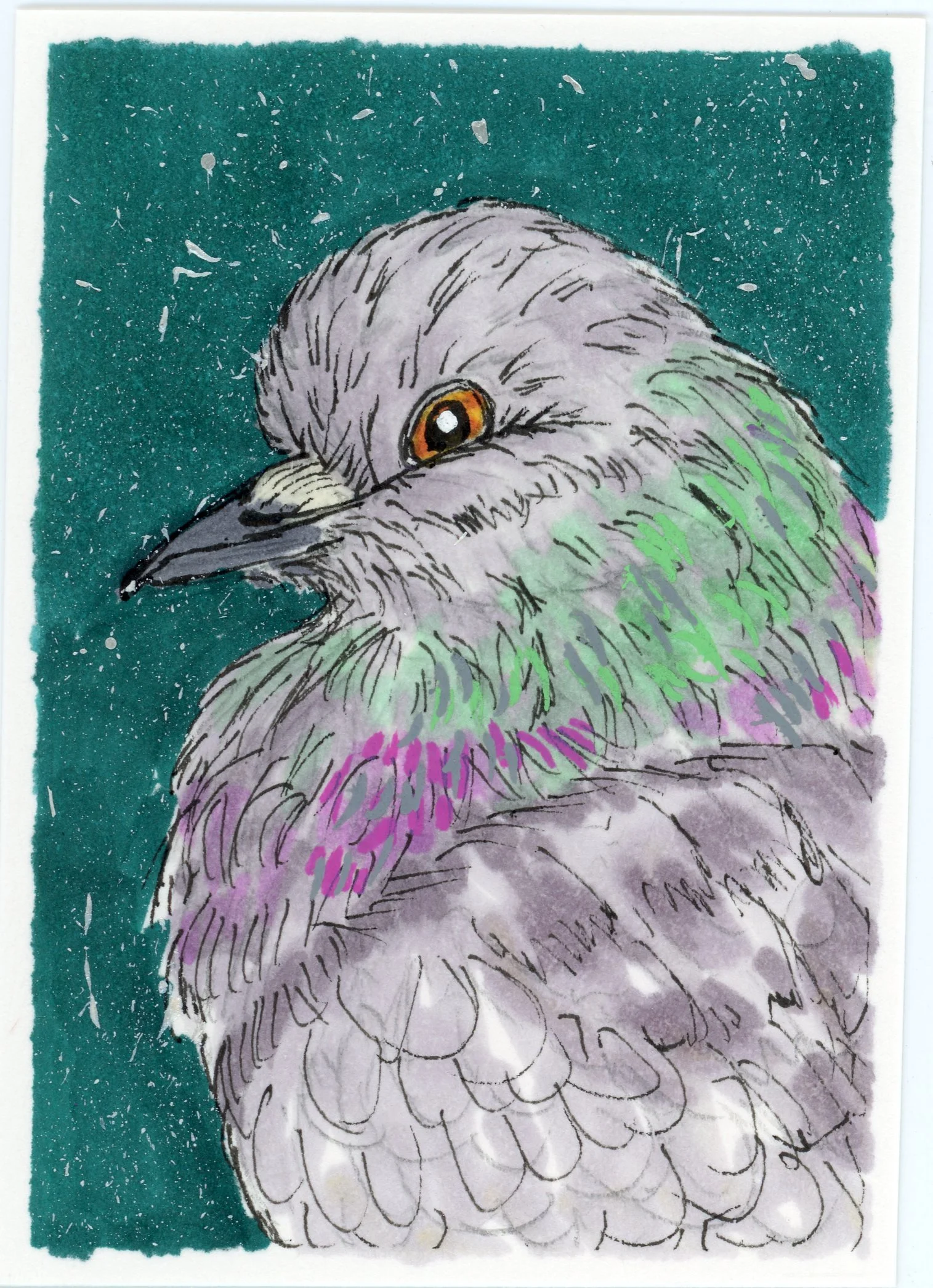 Pigeon5.jpg