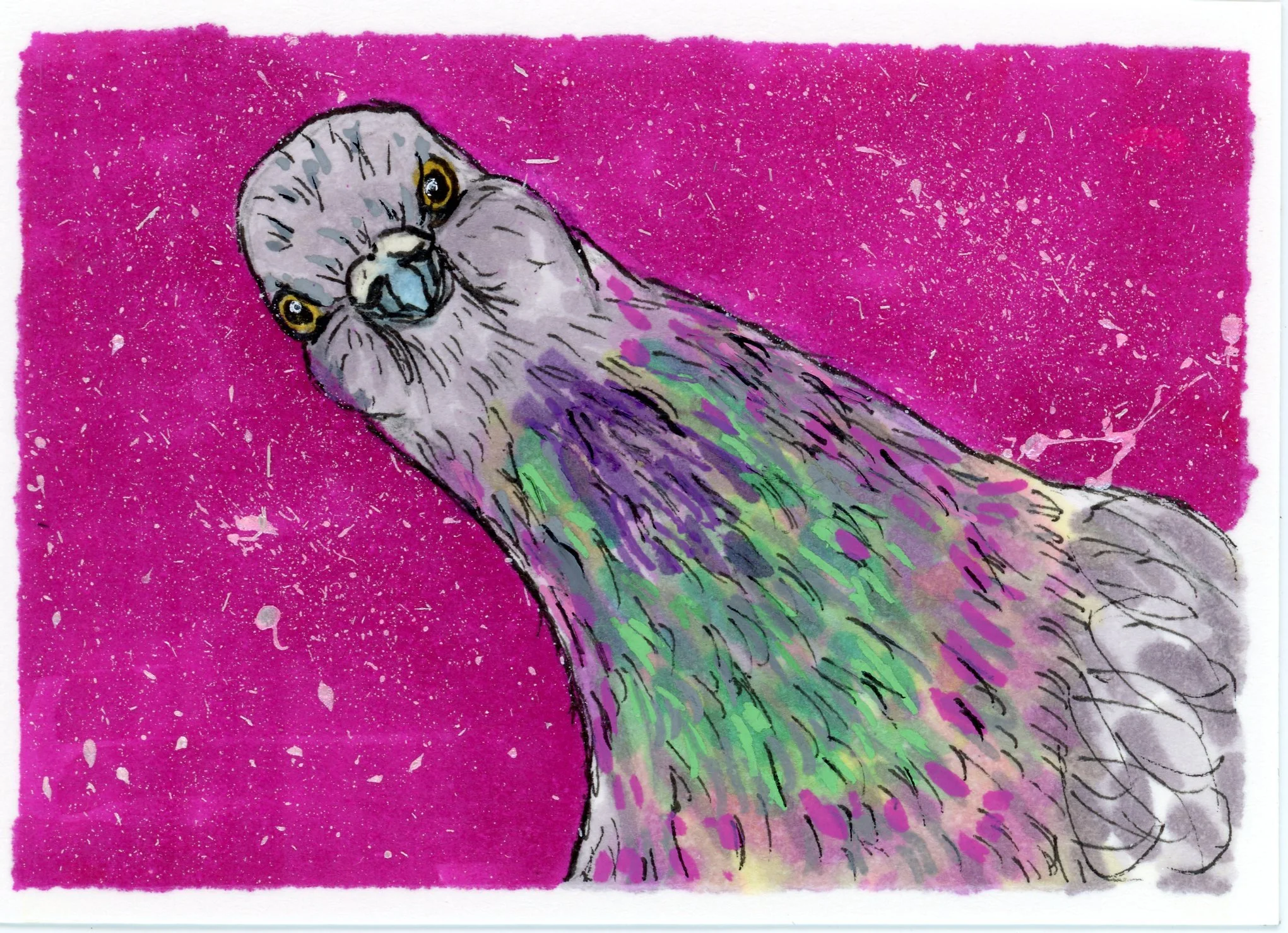 Pigeon2.jpg