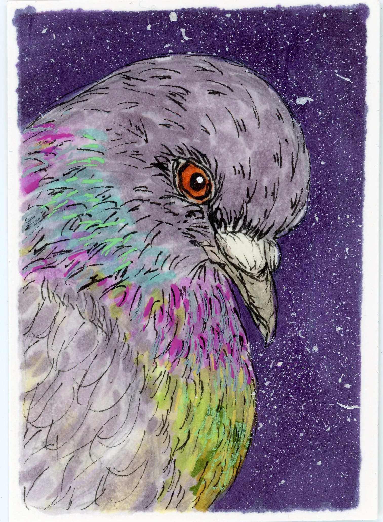 Pigeon1.jpg