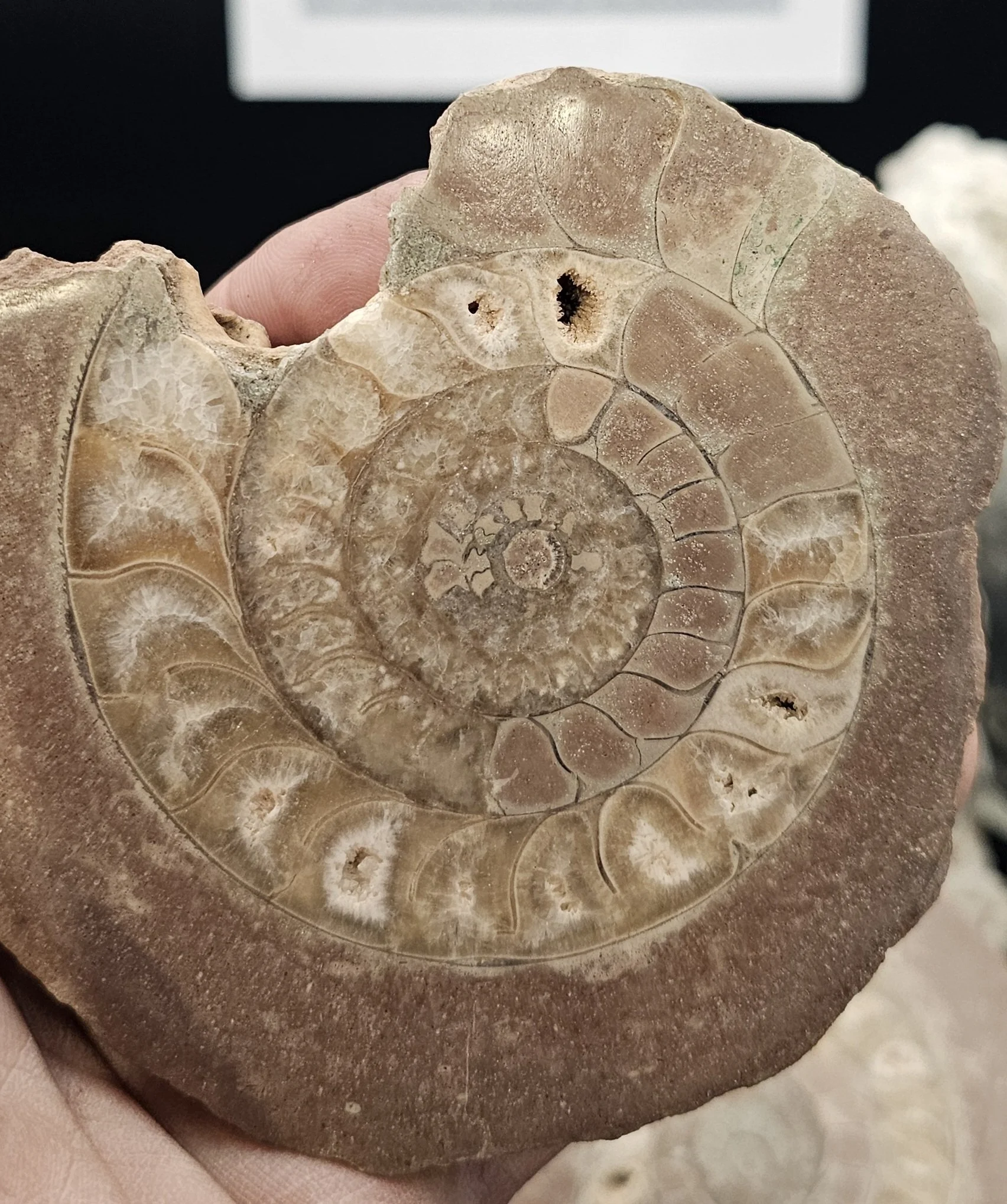 Whole Ammonites