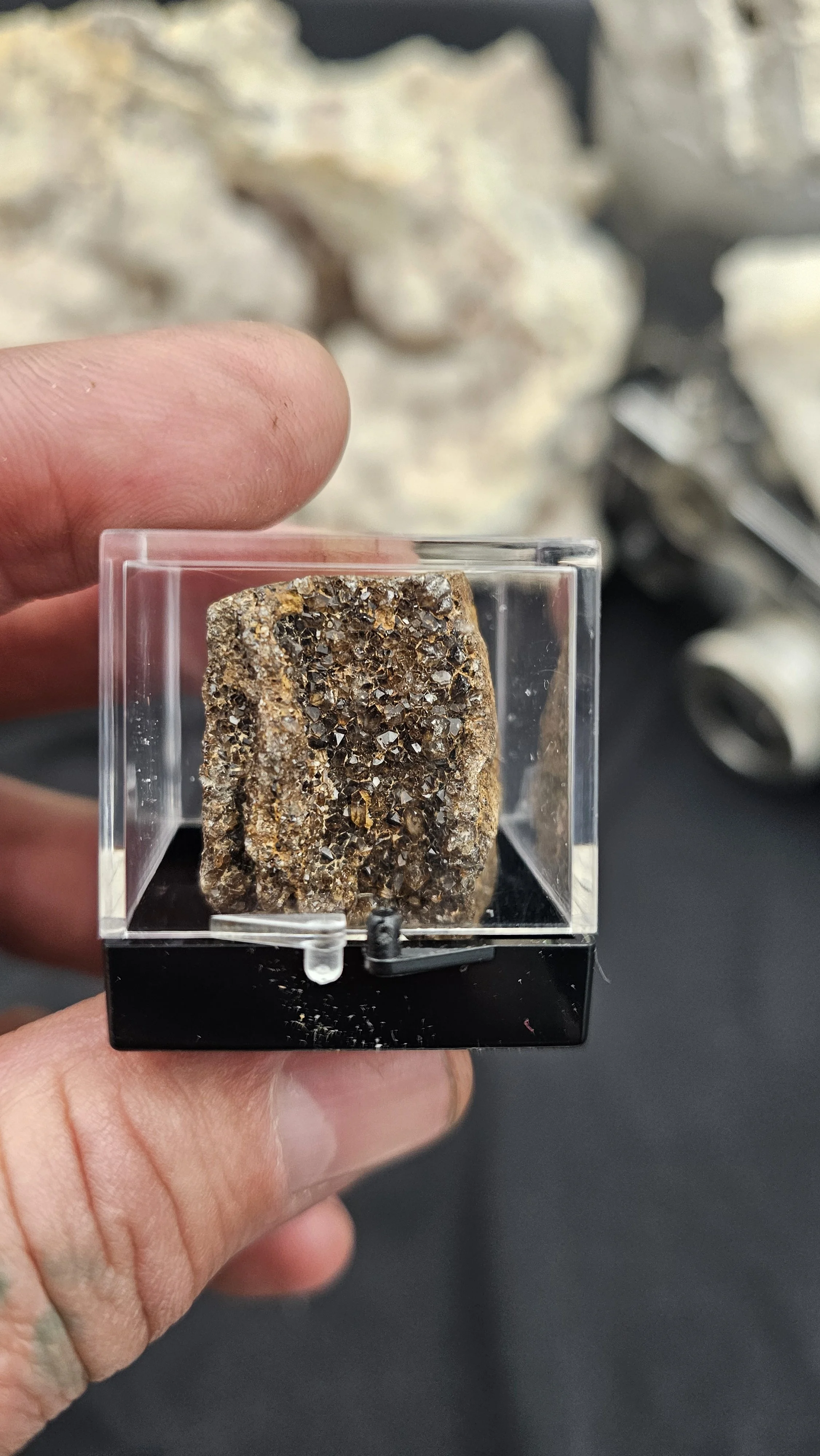 Alabama Brilliant wood