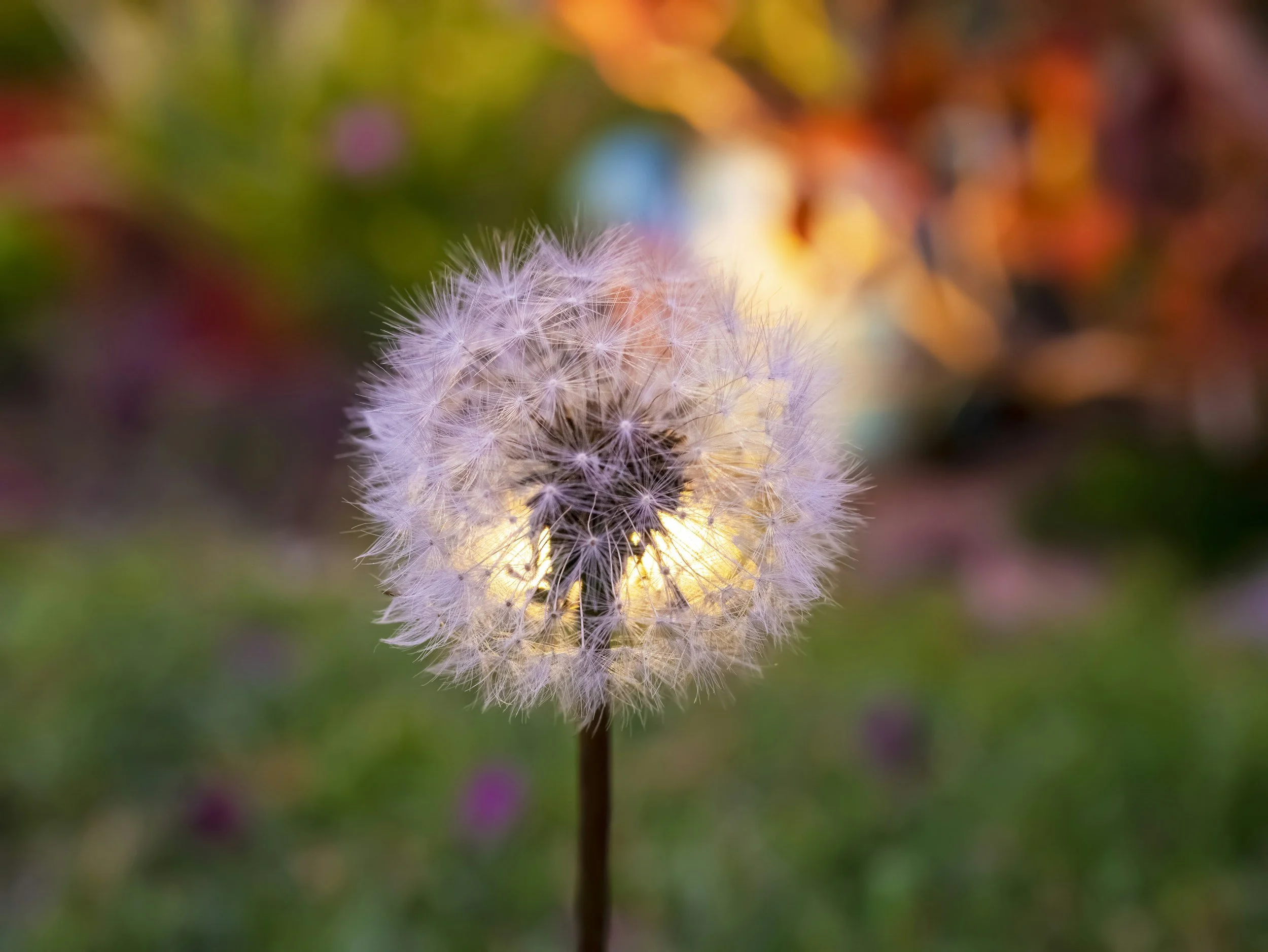Dandelion with the quote from Carl Rogers: "The curious paradox is that when I accept myself as I am, then I can change."