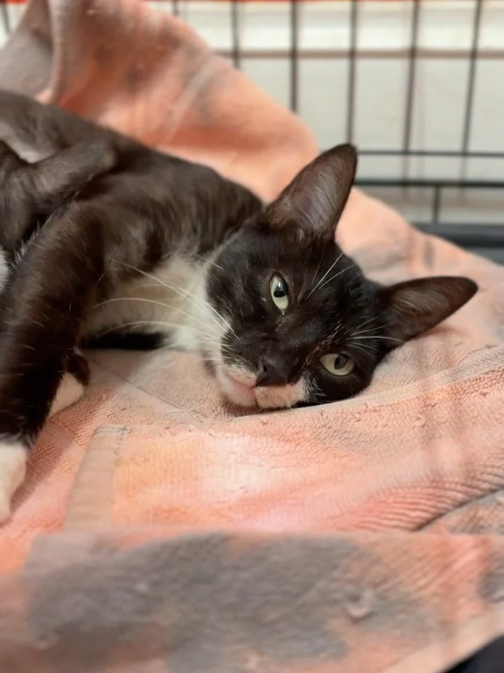 If you&rsquo;ve had a bad day&hellip;..STOP SCROLLING❗️

This is all you need to see to remember that the world is a beautiful place 🖤🤍🖤🤍🖤

This poor mama has had approximately TWELVE kittens over the years. 
And today she is nursing the last on