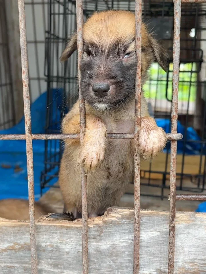 💔These two little nuggets were so desperate to get out of their cage 🥺 They were filthy, and very hungry. 

🩵We had spayed their Mama, a when we returned her, and their owner thankfully surrendered these two to SNIP. 

💚Luckily Potcake Place had 