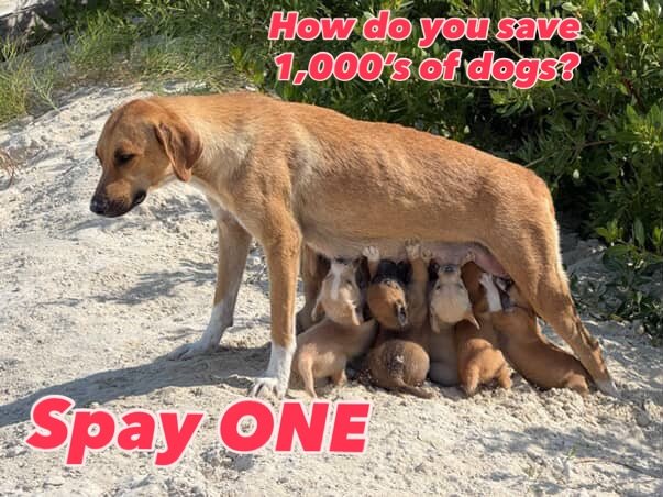 🥺We received this photo today and are forming a plan to help her and her NINE puppies&hellip;.. but we need your help.

🧡Donation link in bio or on our website snip.tc

#spayandneuter #potcakesofinstagram #potcake #turksandcaicos #spay #givingtuesd
