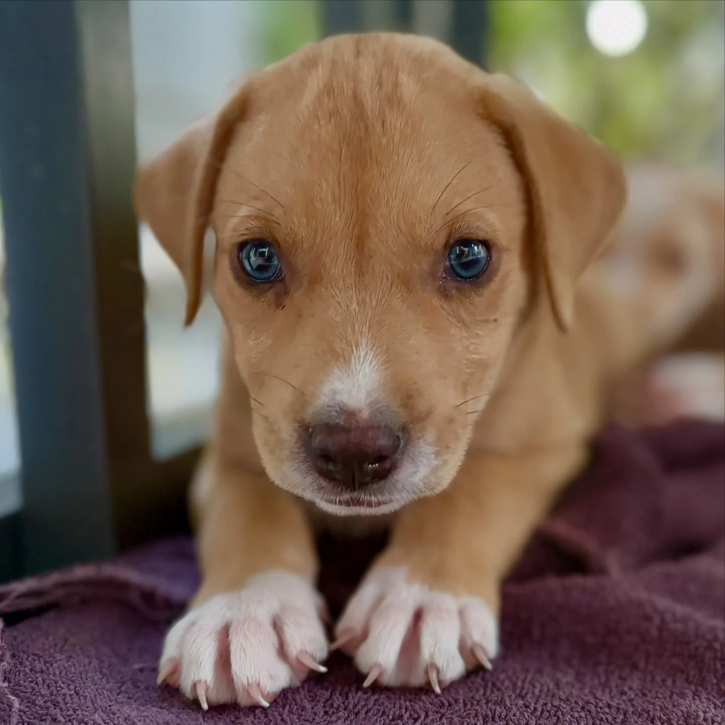 😬Oh boy. 

😵&zwj;💫We were called to spay and neuter 3 dogs in one yard, and literally opened a can of worms 🐛

😱So instead of just 3 dogs, we have now spayed 5 females and 5 males, in 2 days&hellip;. And there are plenty more left to do. 

🌟The