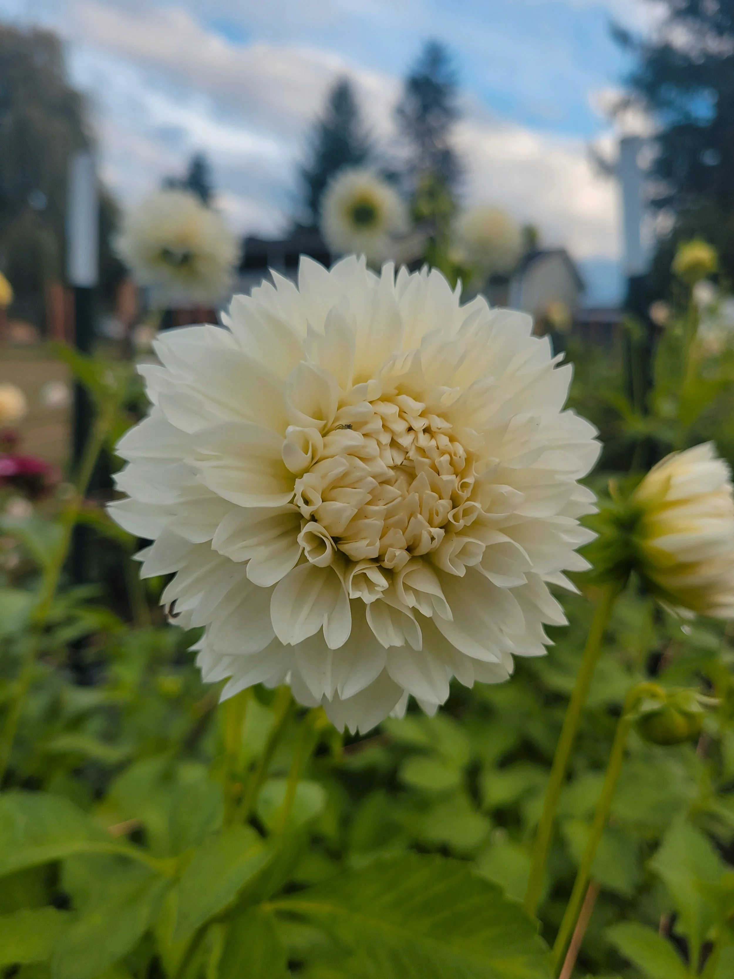 Gitt's Attention 1.jpg