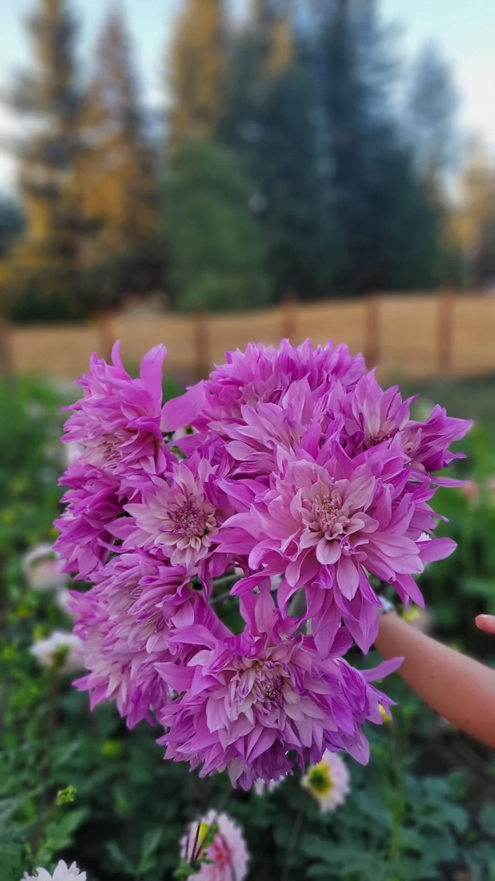 Labyrinth Two-Tone.jpg