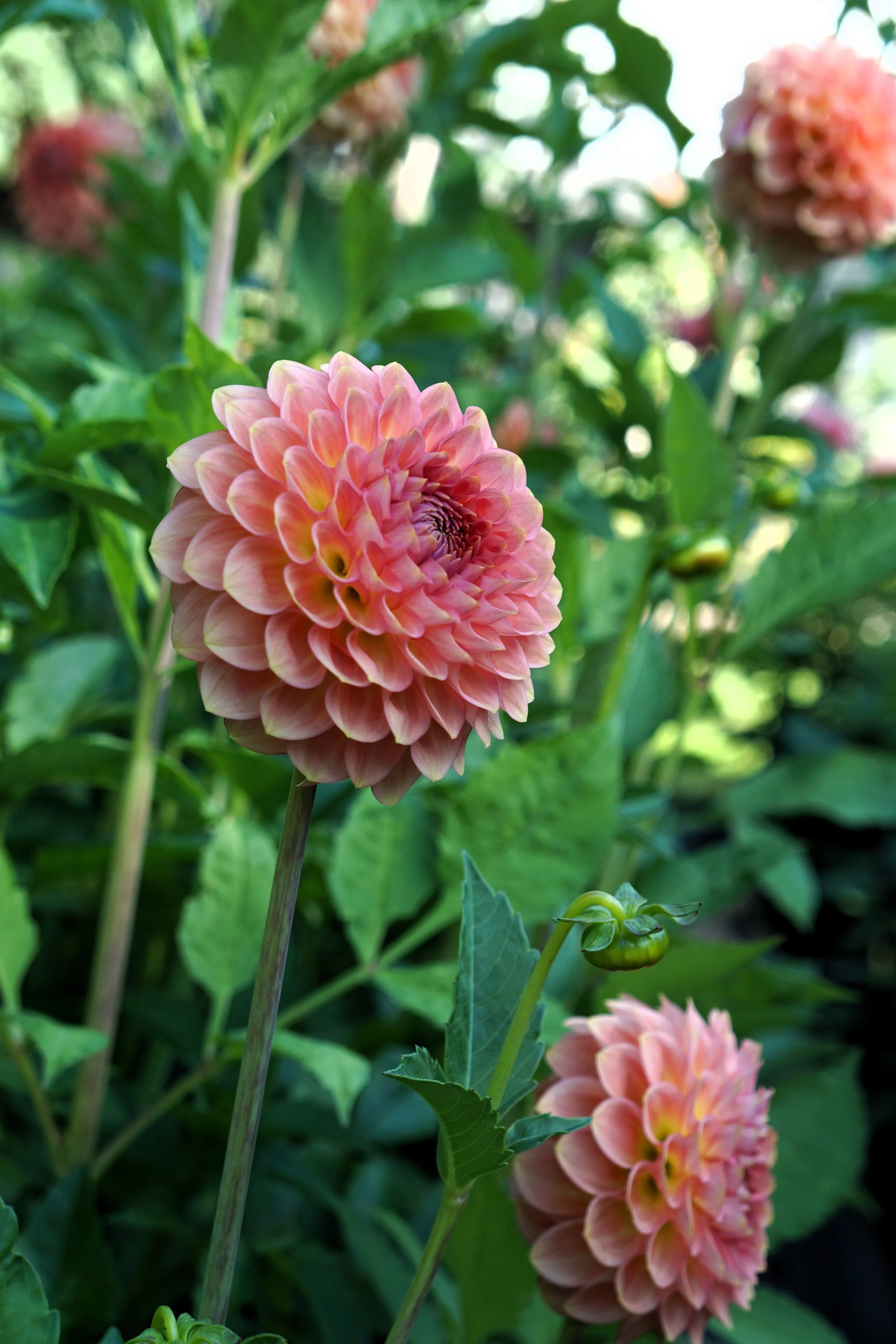 20th Ave Softer 2.JPG