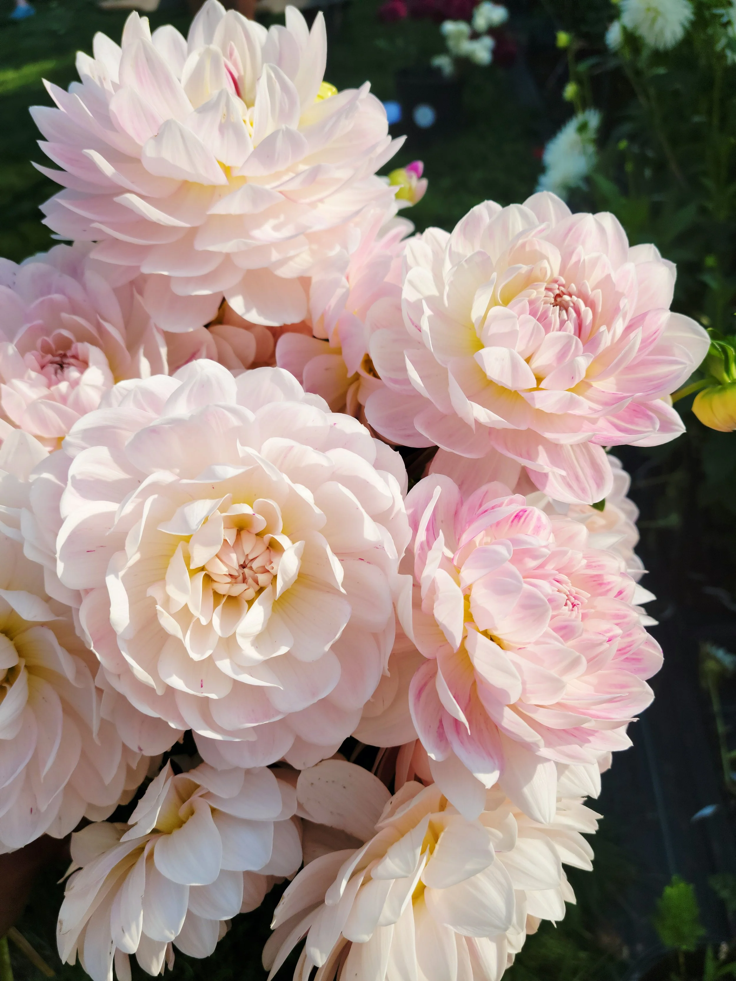 Clusters of pink and white dahlias in a garden setting.