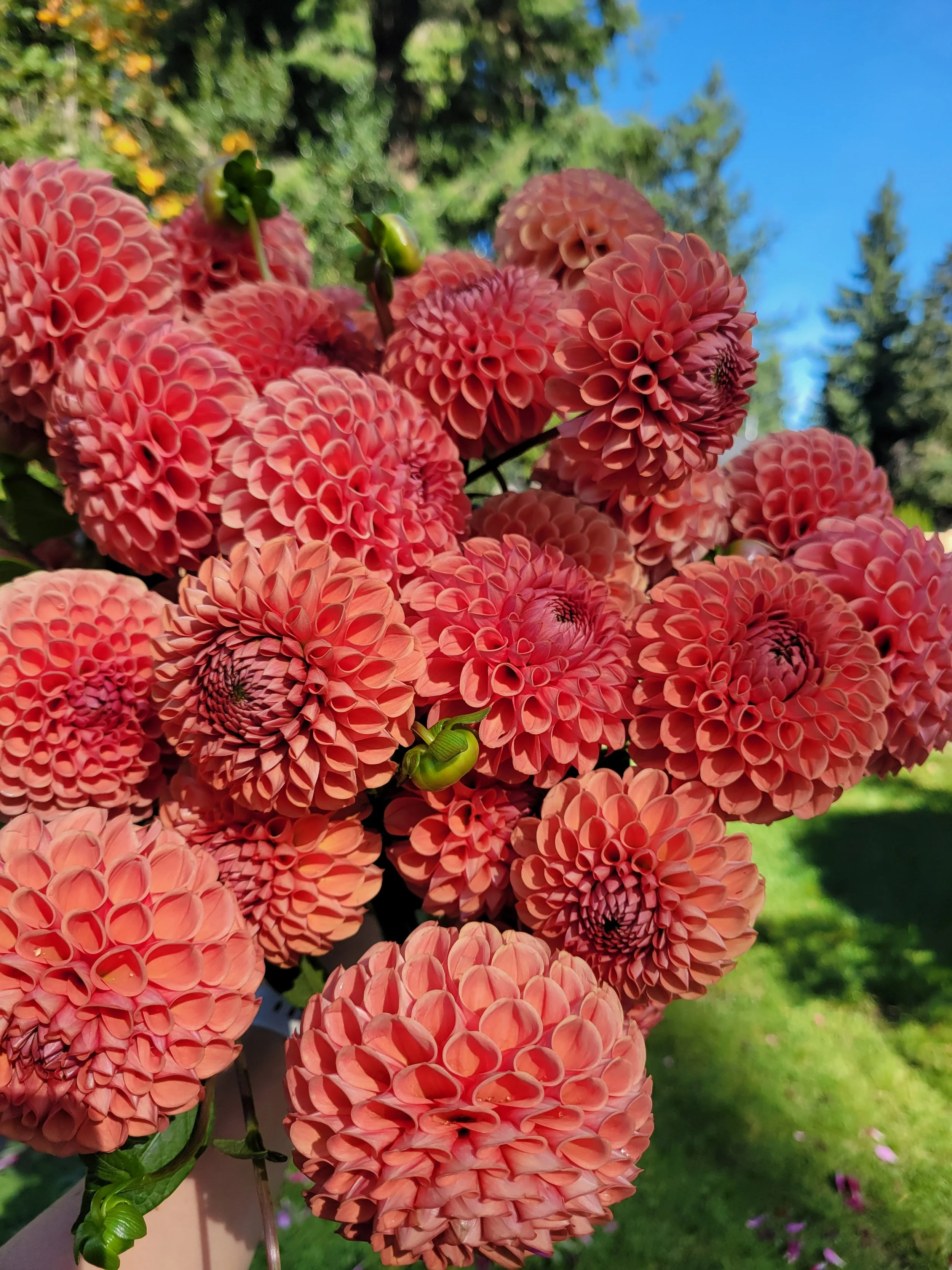 A close-up of a cluster of pink dahlias flowers with a blurred green and blue background.