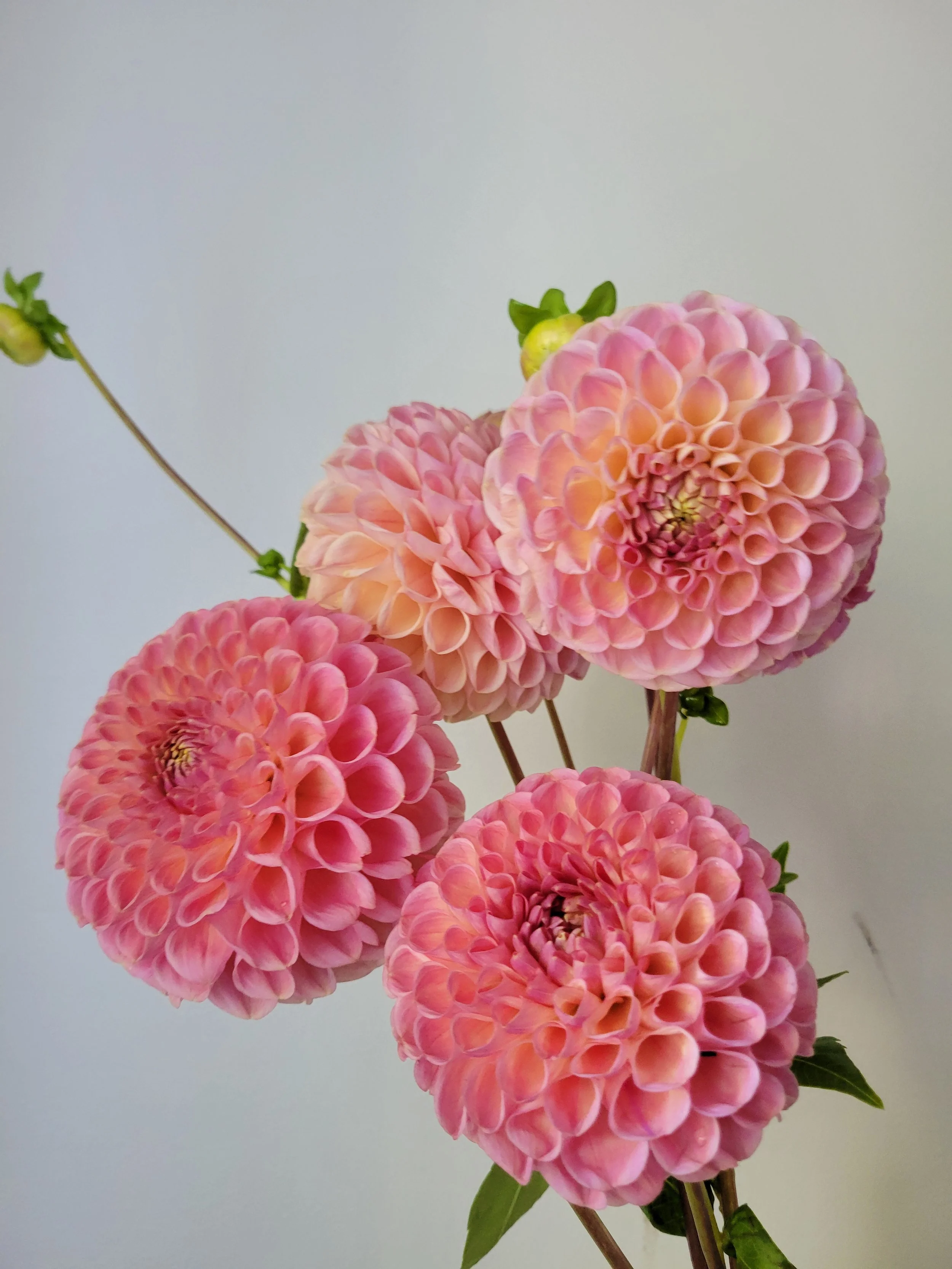 Clearview Peachy 4.jpg