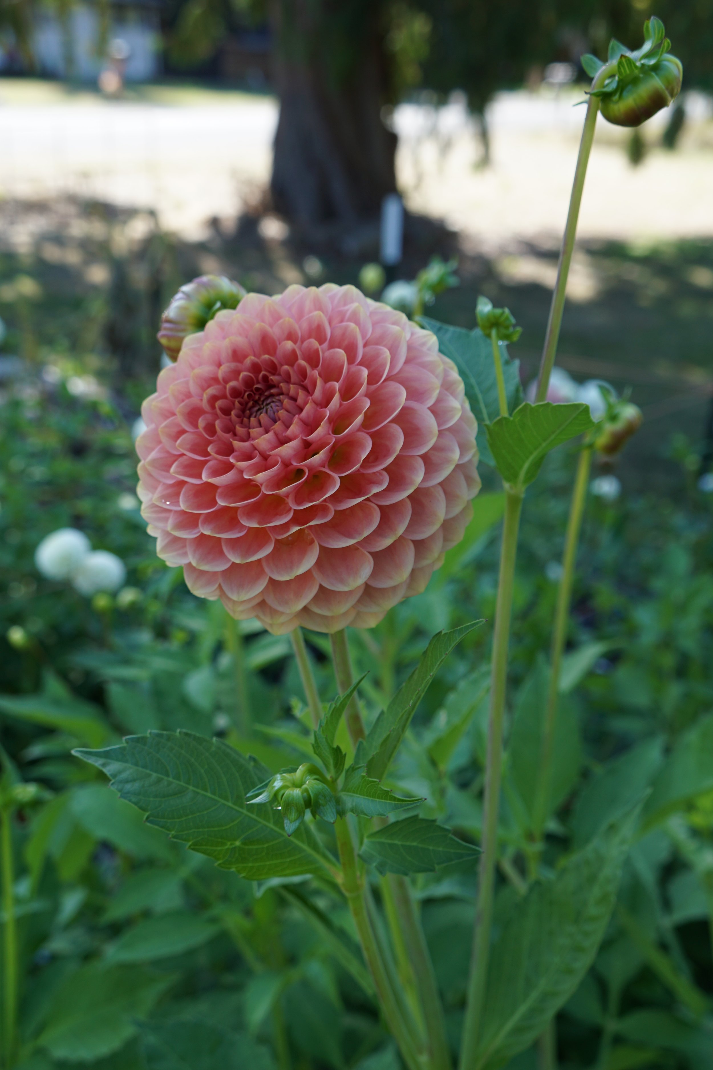 Clearview Peachy 3.JPG