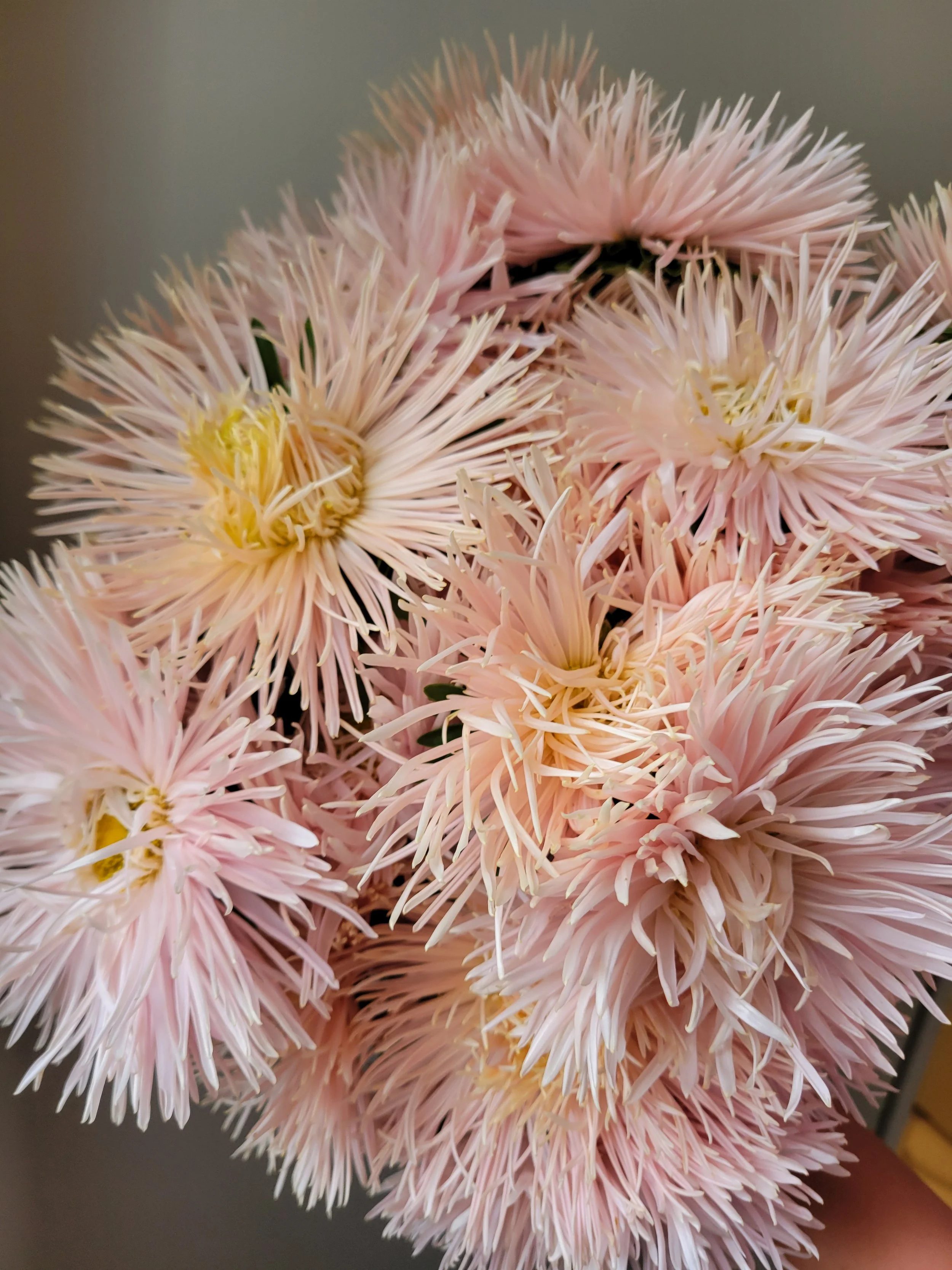 China Aster- Valkyrie Brunhilde Chamois