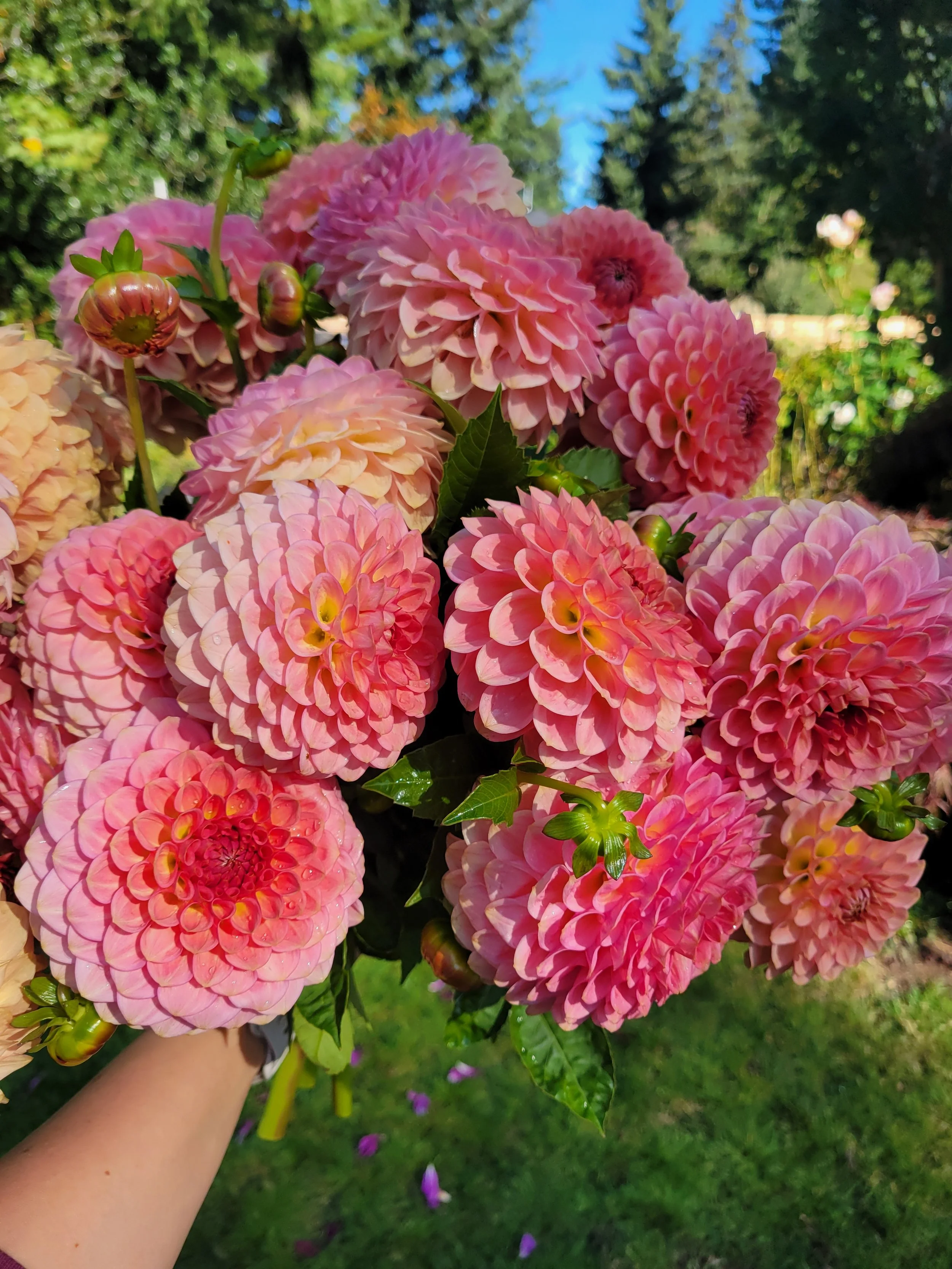 Clearview Peachy 6.jpg