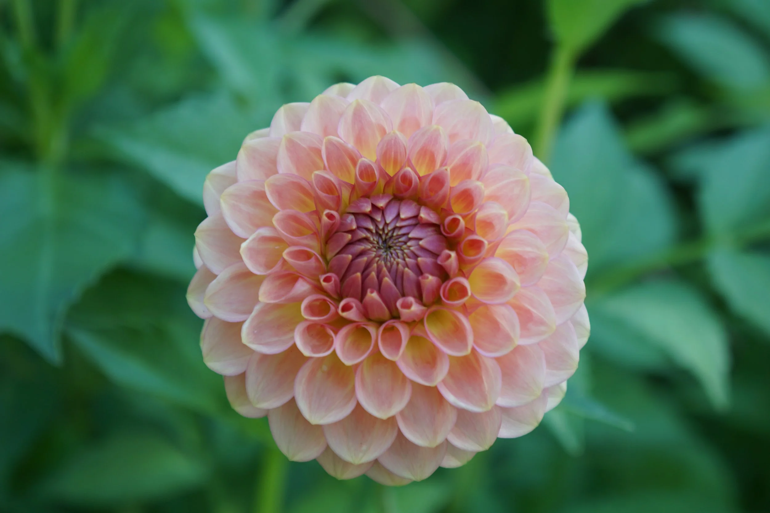 Clearview Peachy 1.JPG