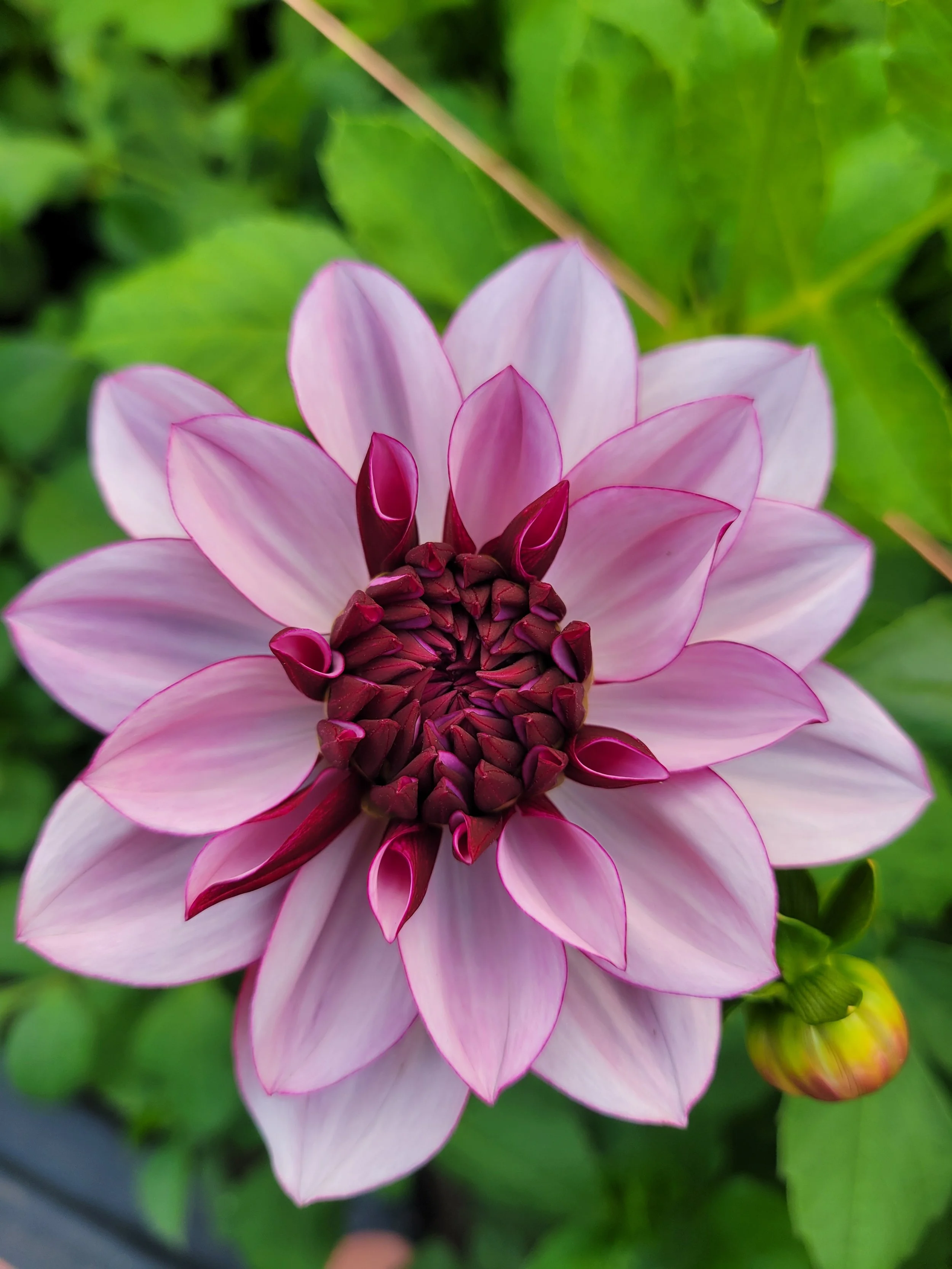 Creme de Cassis 3.jpg