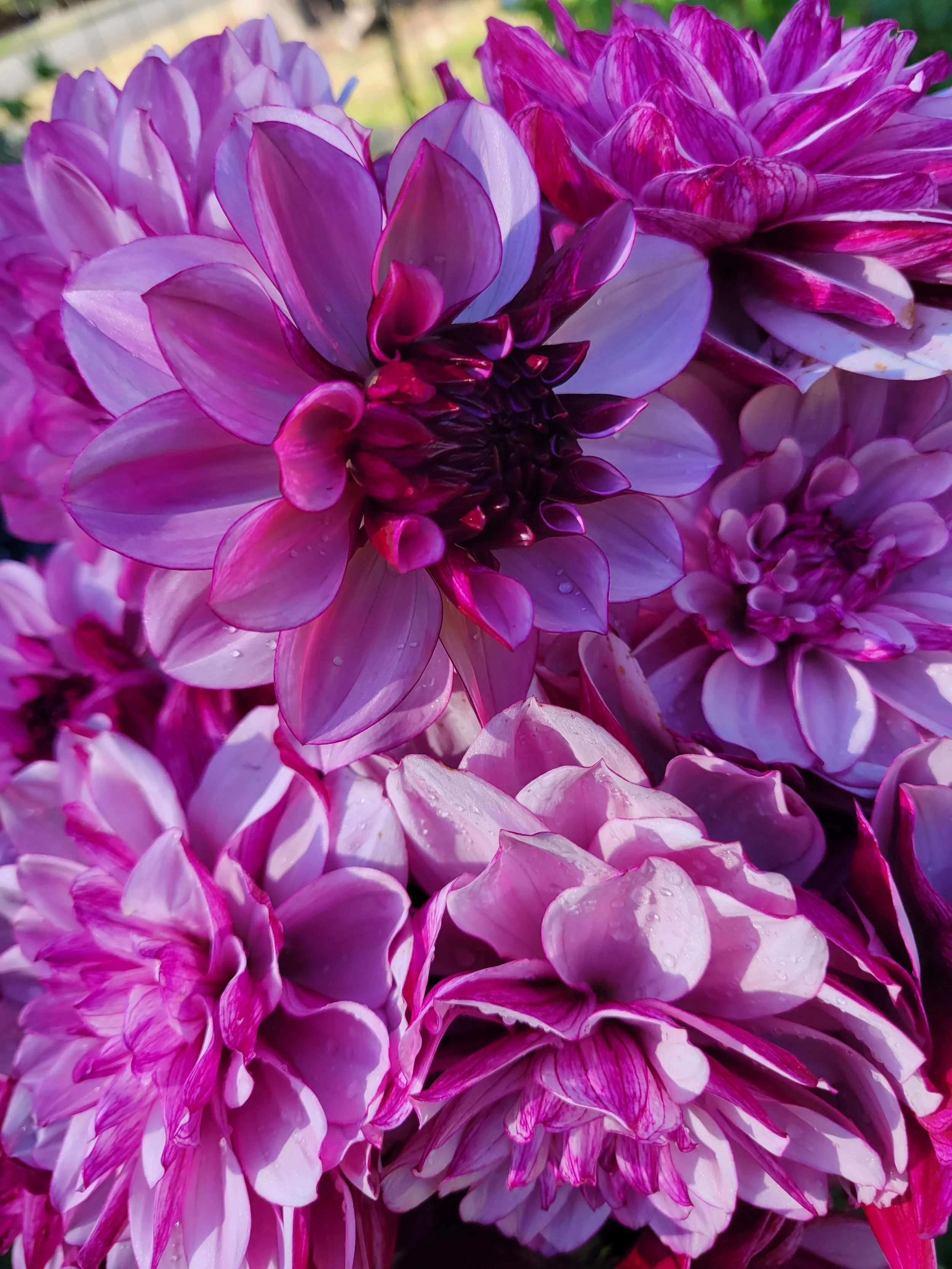 Creme de Cassis 1.jpg