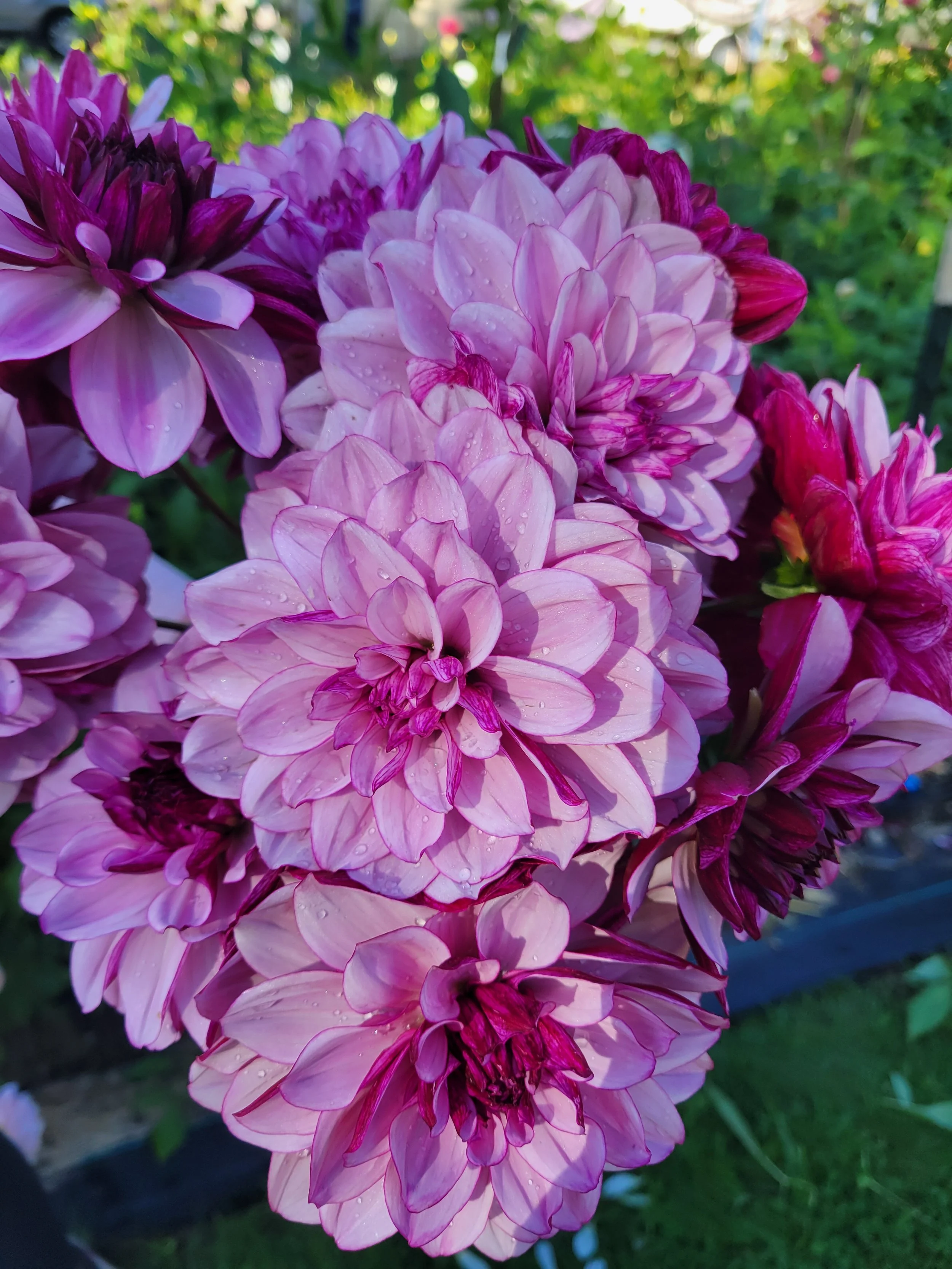 Creme de Cassis 2.jpg