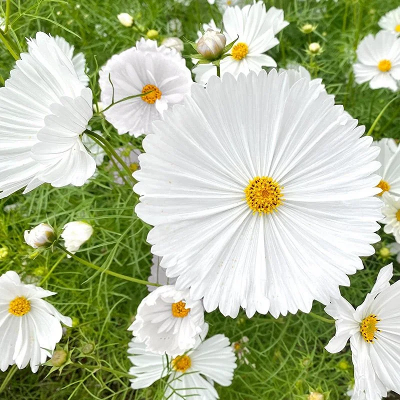 cupcake-white-cosmos.jpg