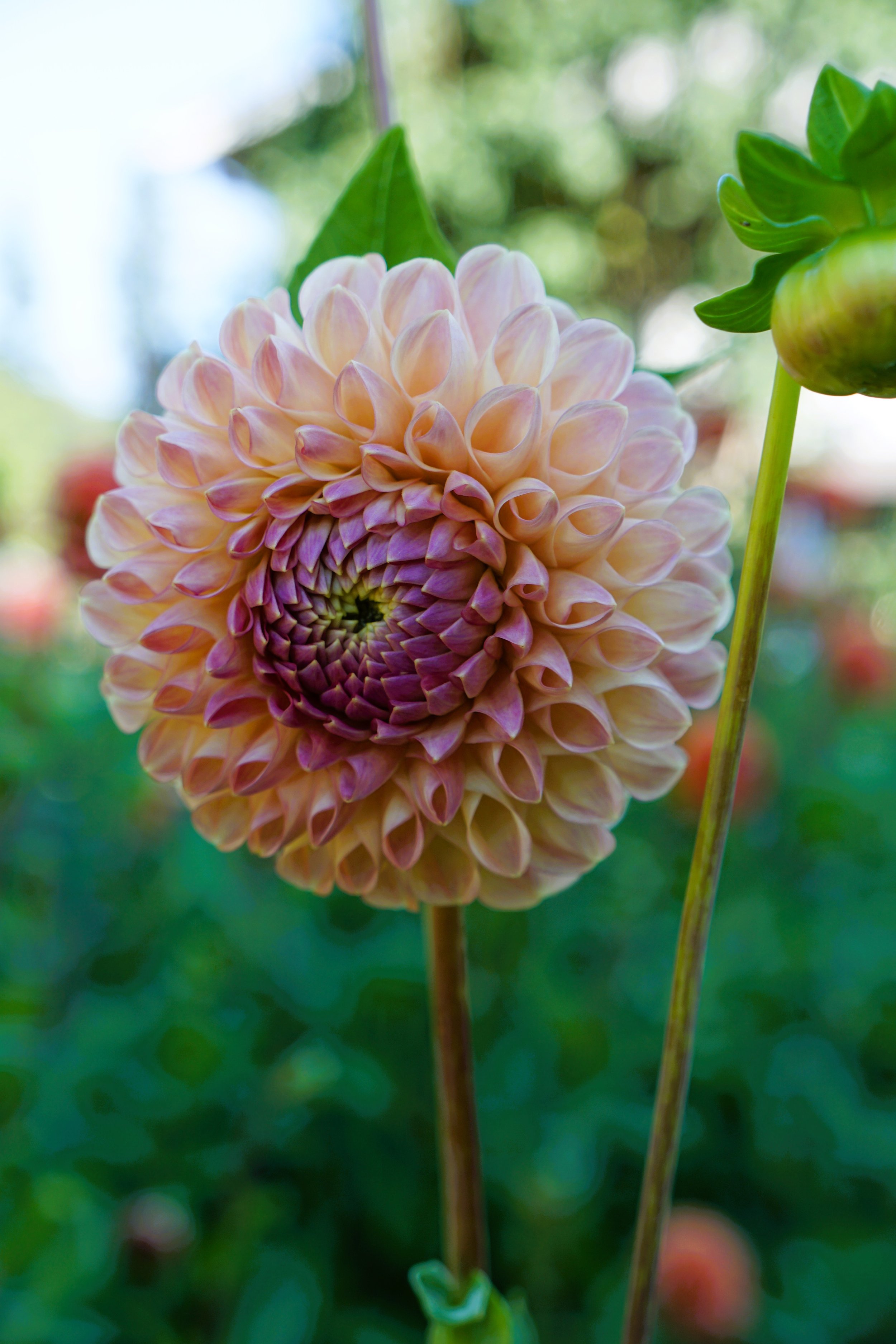 Clearview Peachy 2.JPG