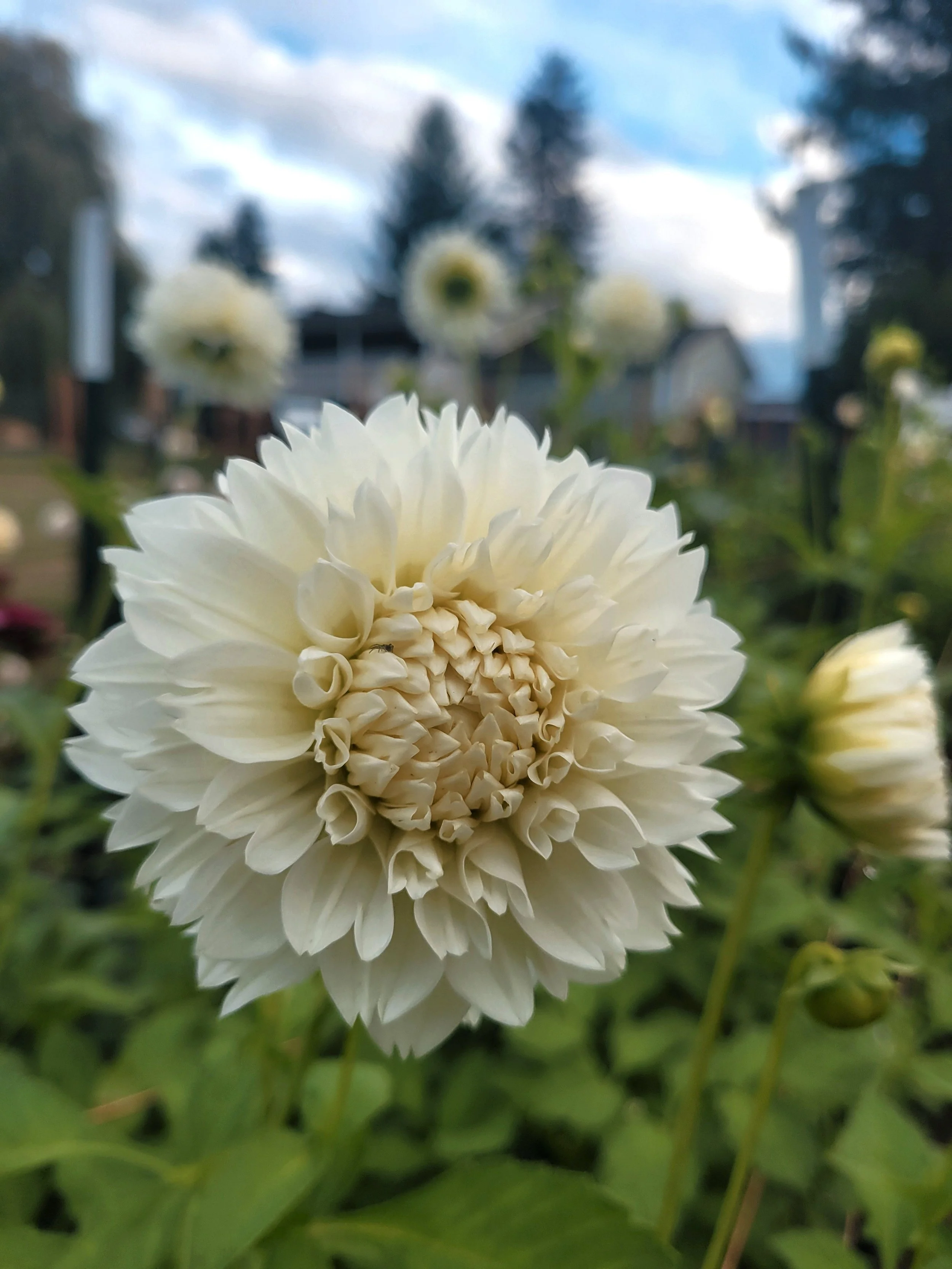 Gitt's Attention 2.jpg