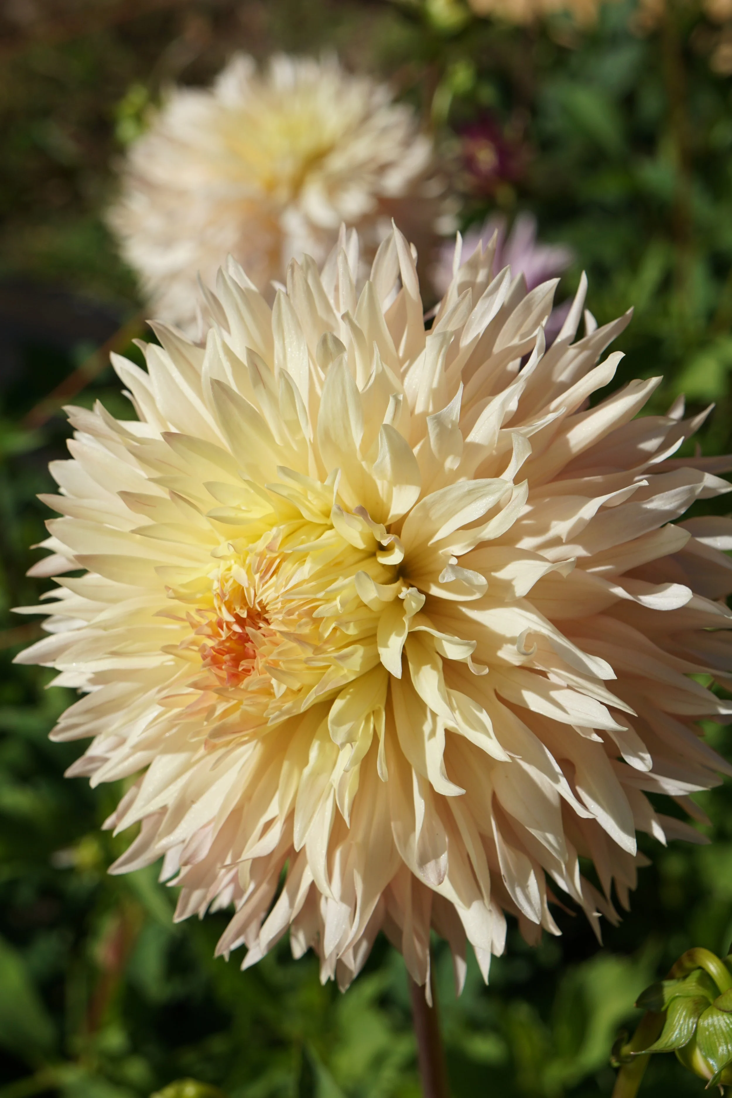 Hapet Champagne 1.JPG