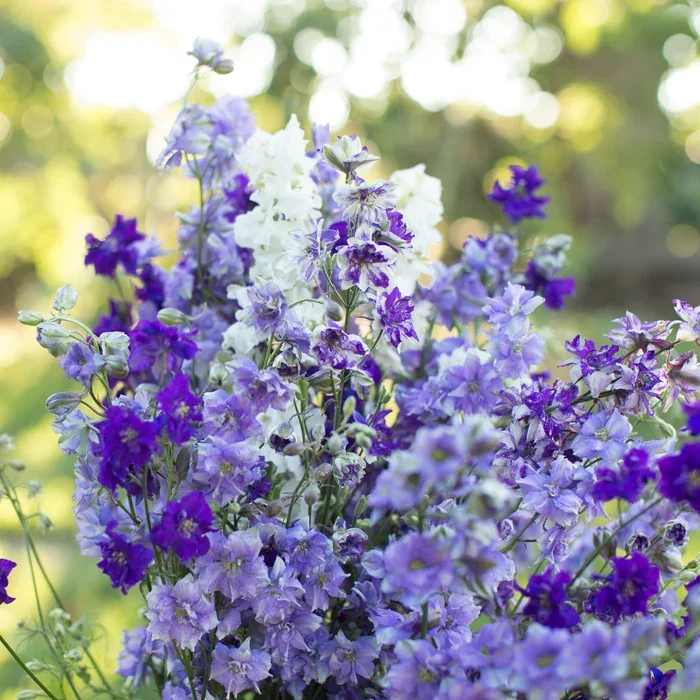 Floret_Larkspur_Summer-Skies-Mix_IMG_3412_700x700.webp