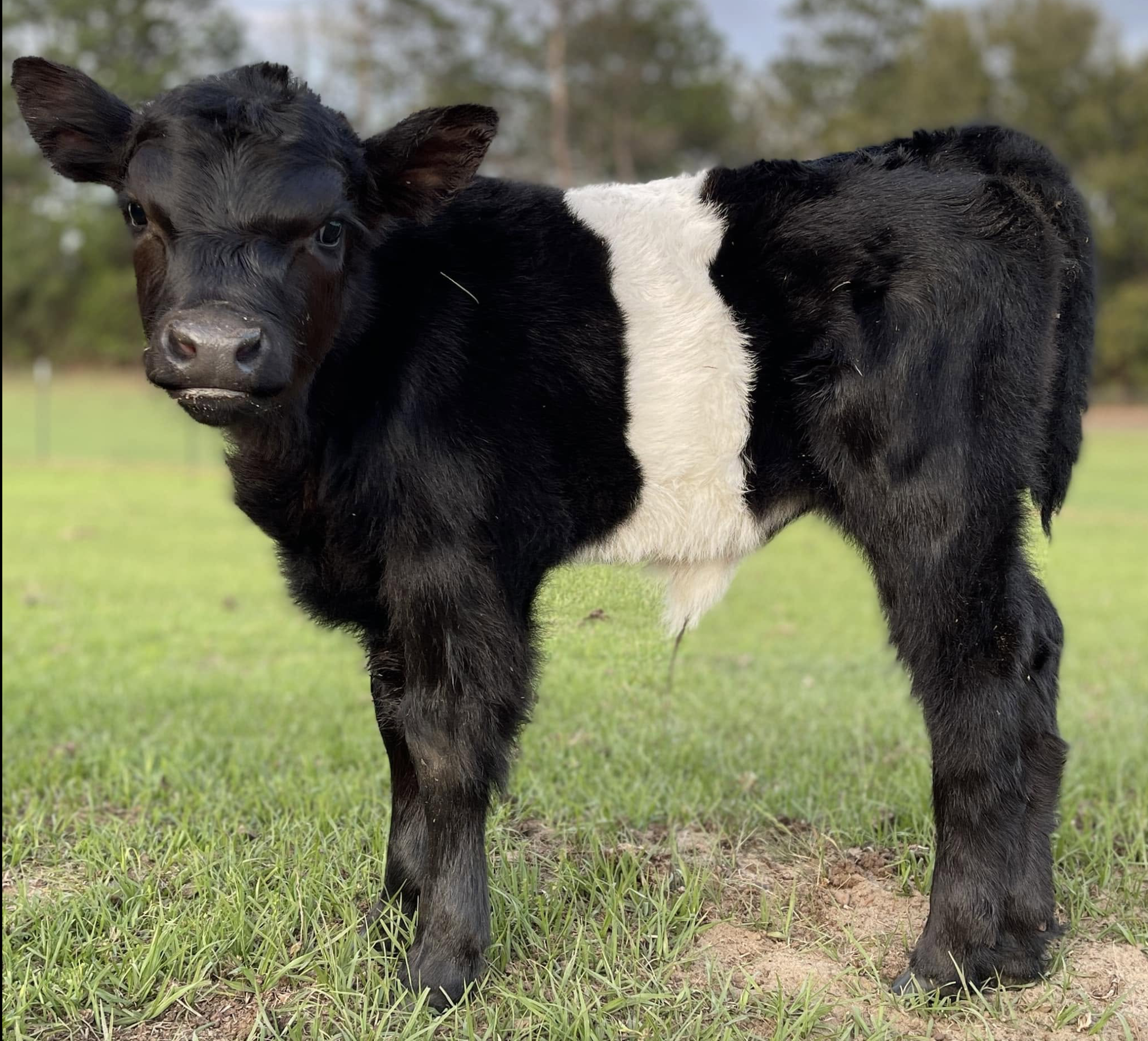 Black-and-white calf standing in a grassy pasture