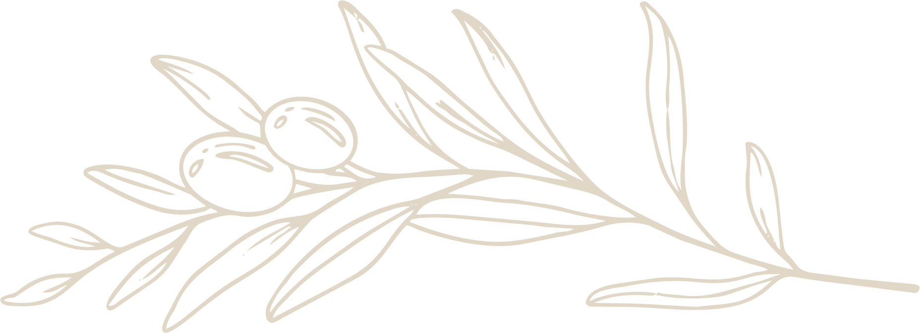 Minimalist beige line drawing of two olives on a leafy branch against a black background