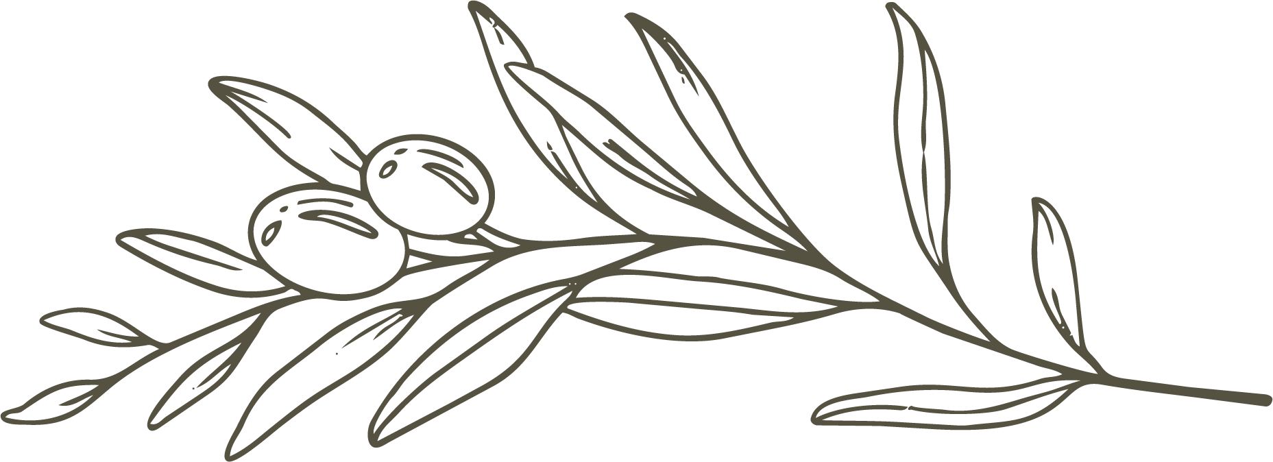 Minimalist line drawing of an olive branch with two olives and leaves on a black background