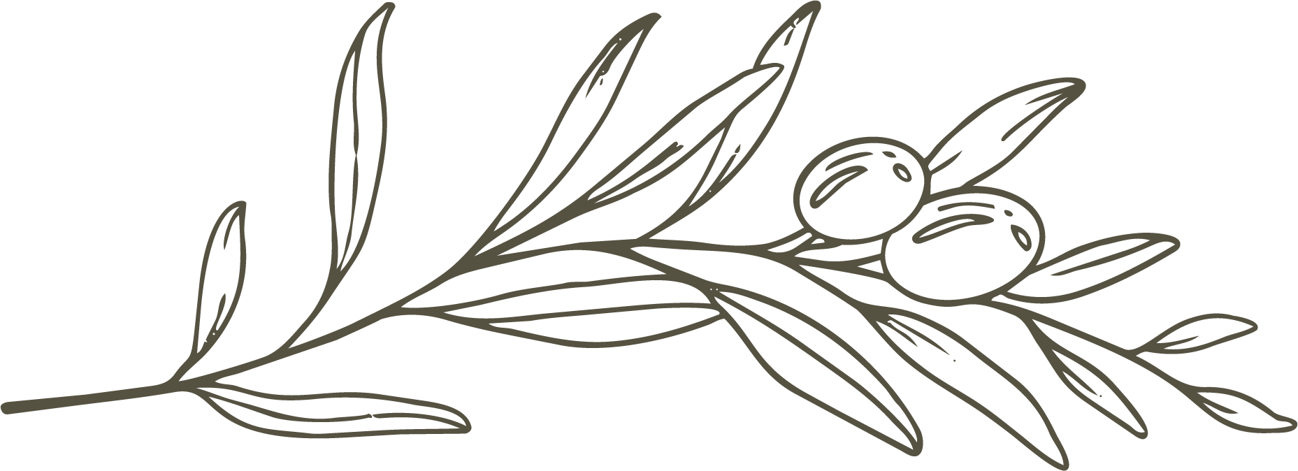 Minimalist olive branch illustration with two olives and leaves on a black background