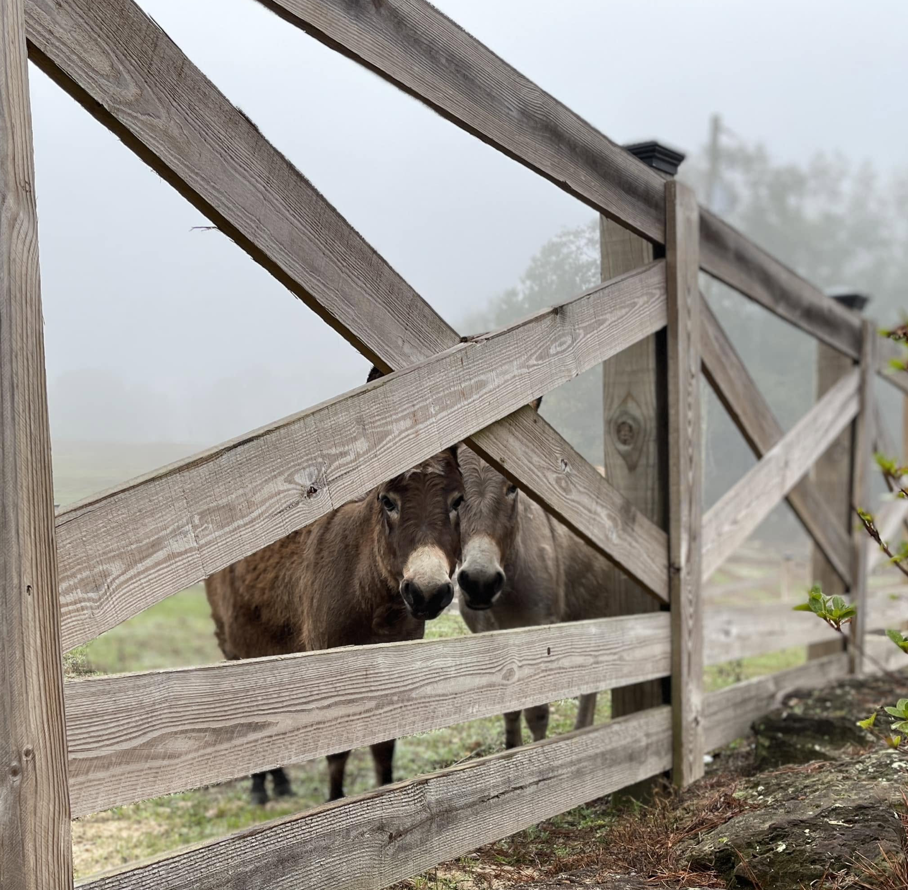 Donkeys.png