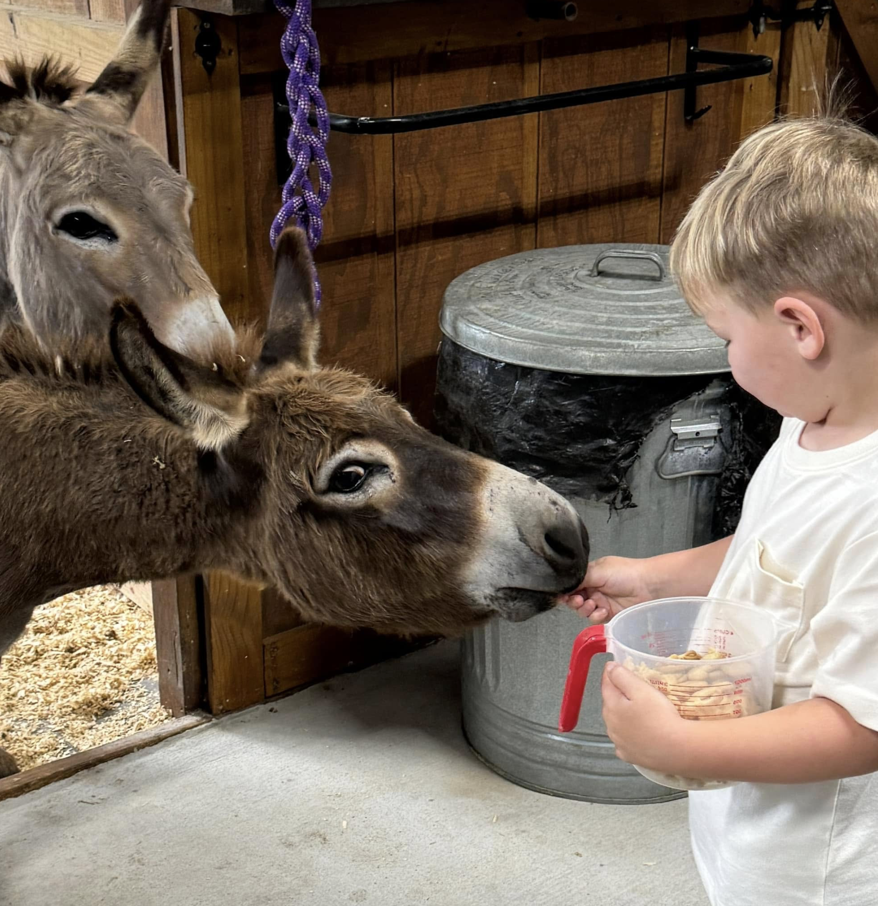 Donkeys and Kid.png