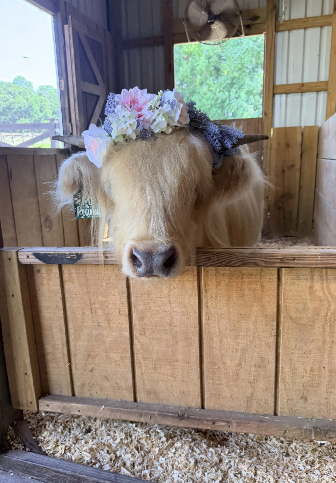 Highland with Flowers.png