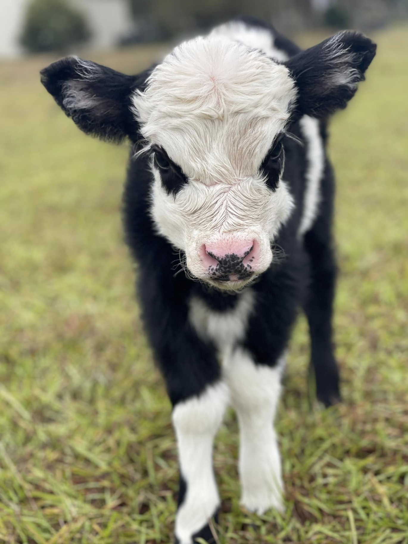 Black-and-white calf standing in a grassy field