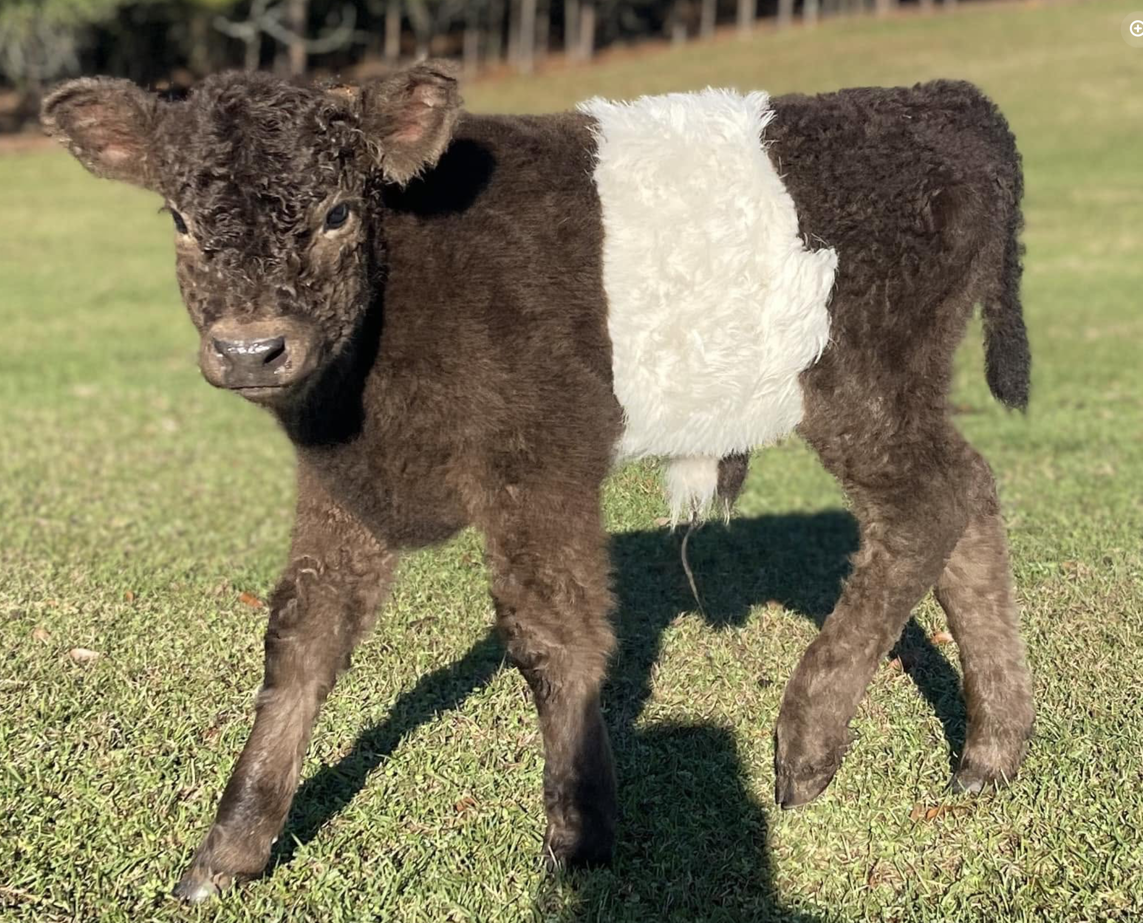 Young black-and-white Belted Galloway calf standing on grass in a sunny pasture