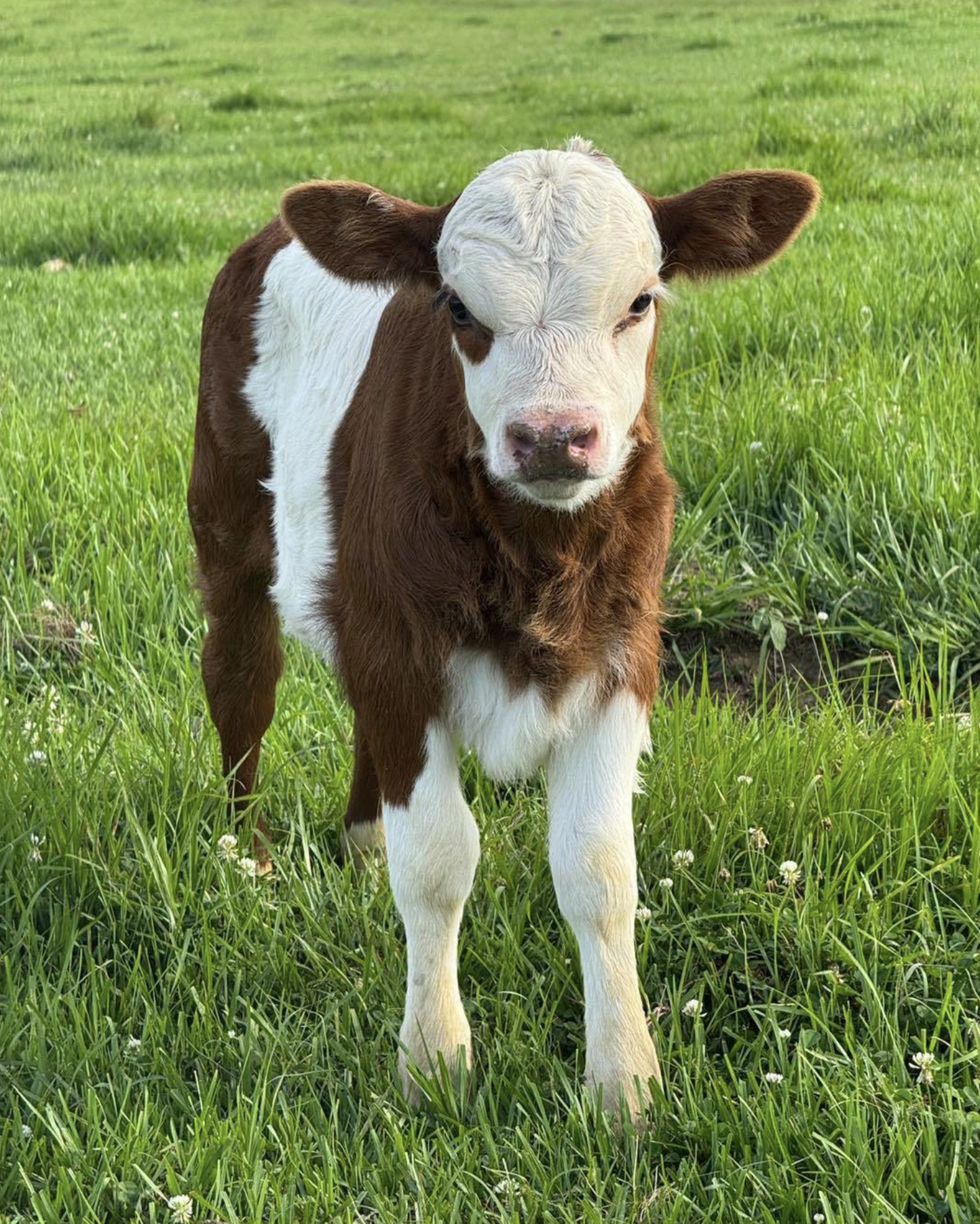Brown and white calf standing in a green grassy pasture