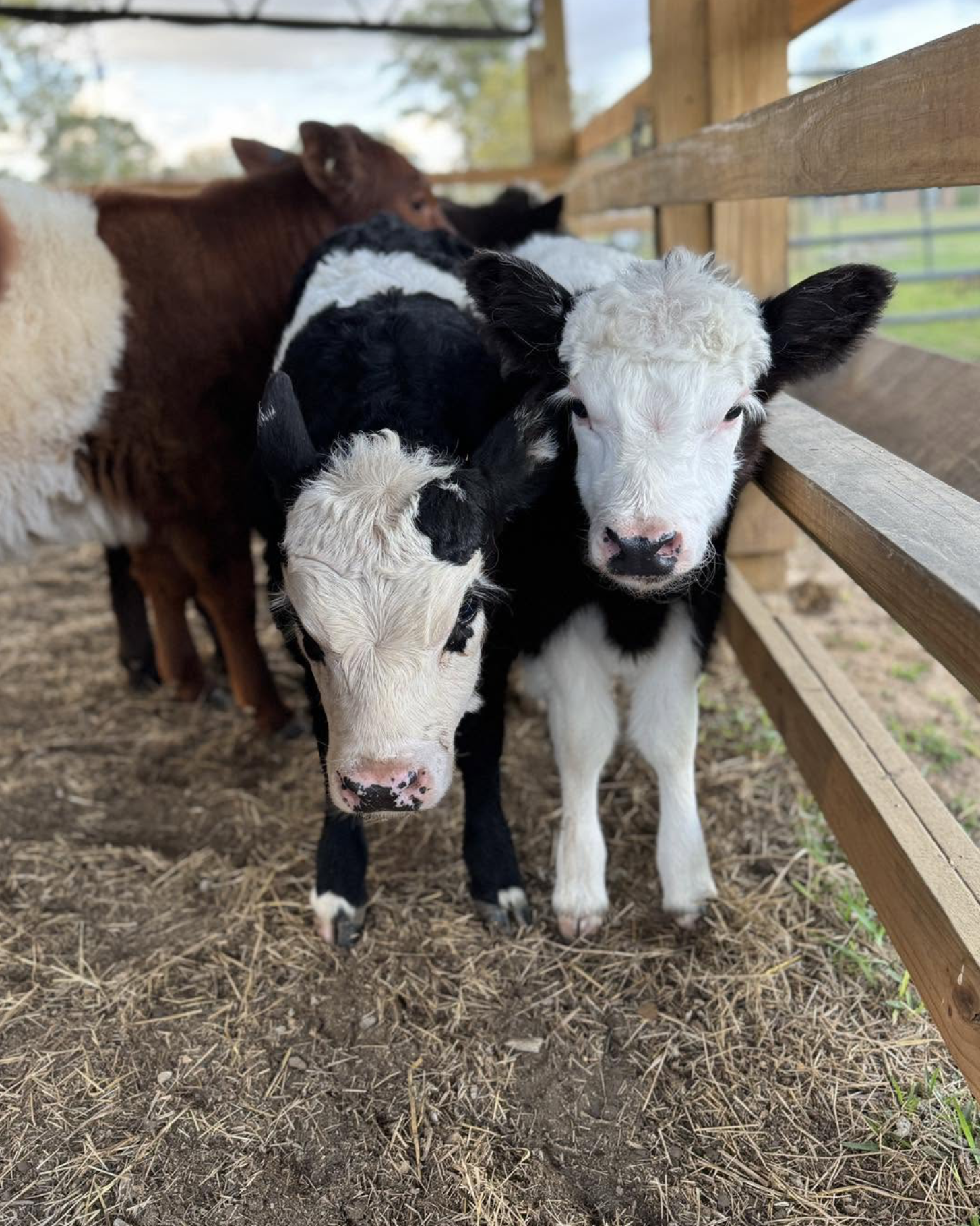 Four calves standing together in a wooden-fenced pen, including two black-and-white calves, a brown calf, and a white calf.