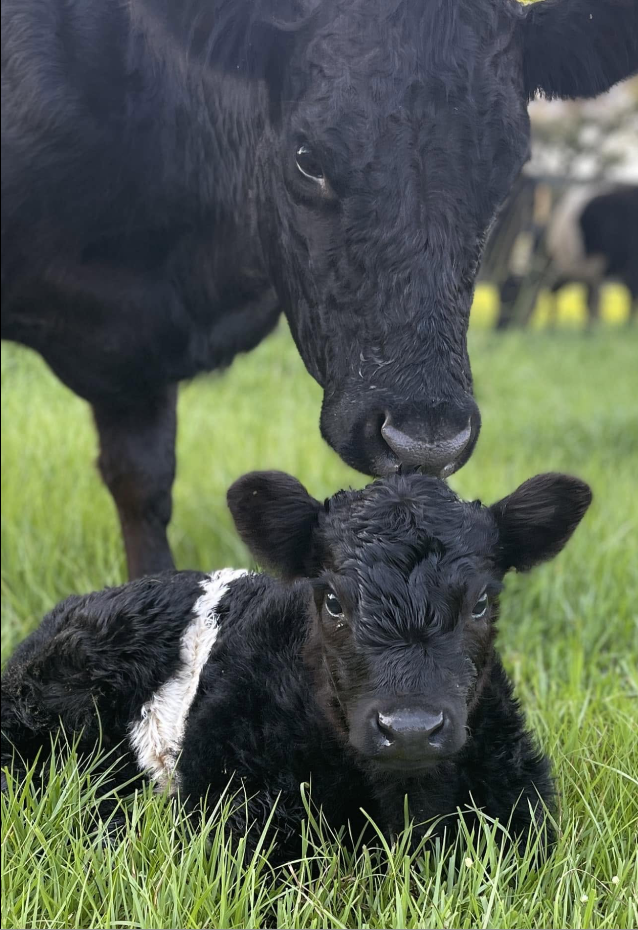 Black cow standing protectively behind a black-and-white calf lying in green grass